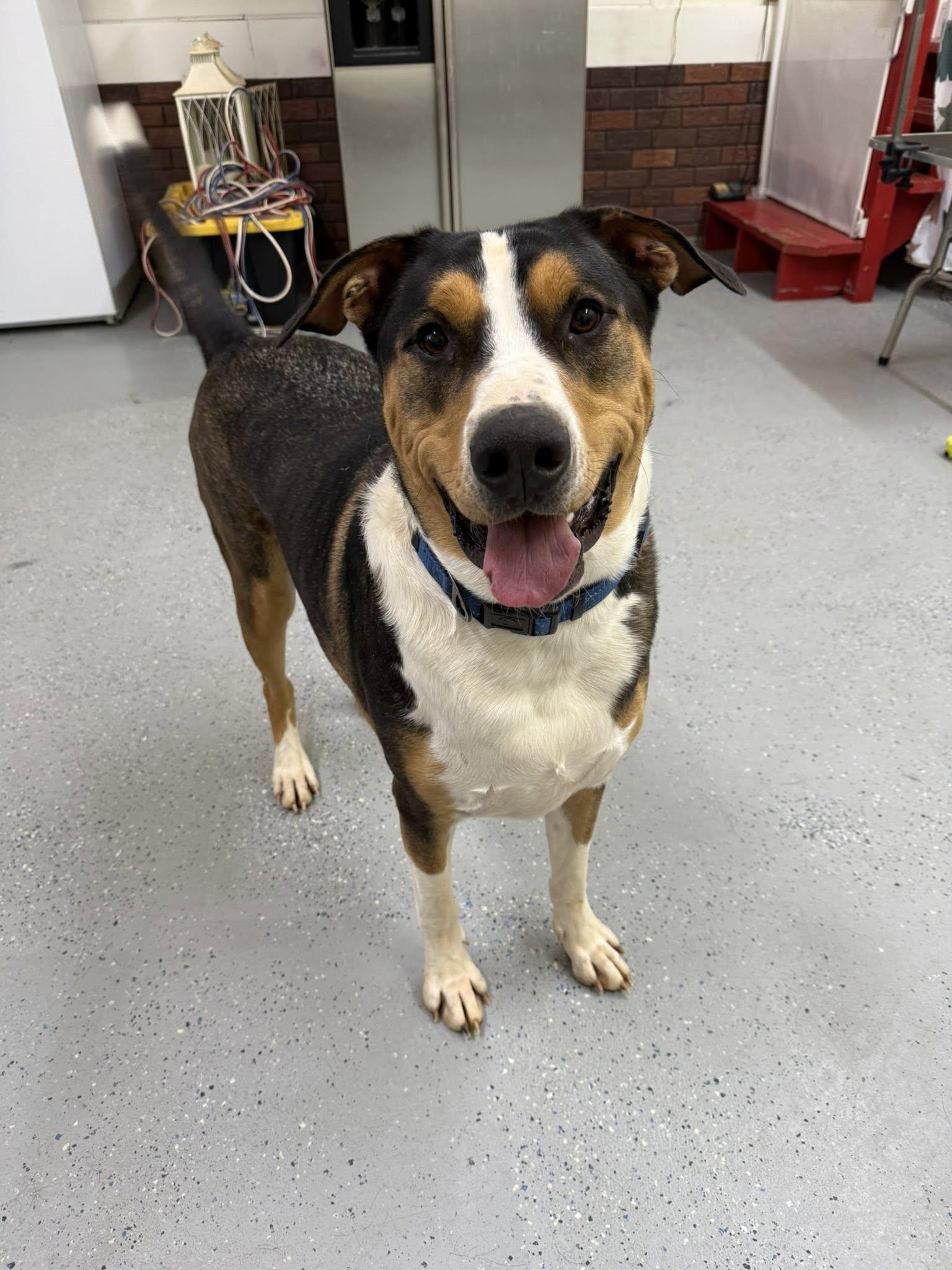 Enlarge Dru, a Adoptable mixed breed in Salisbury, NC image 5/5