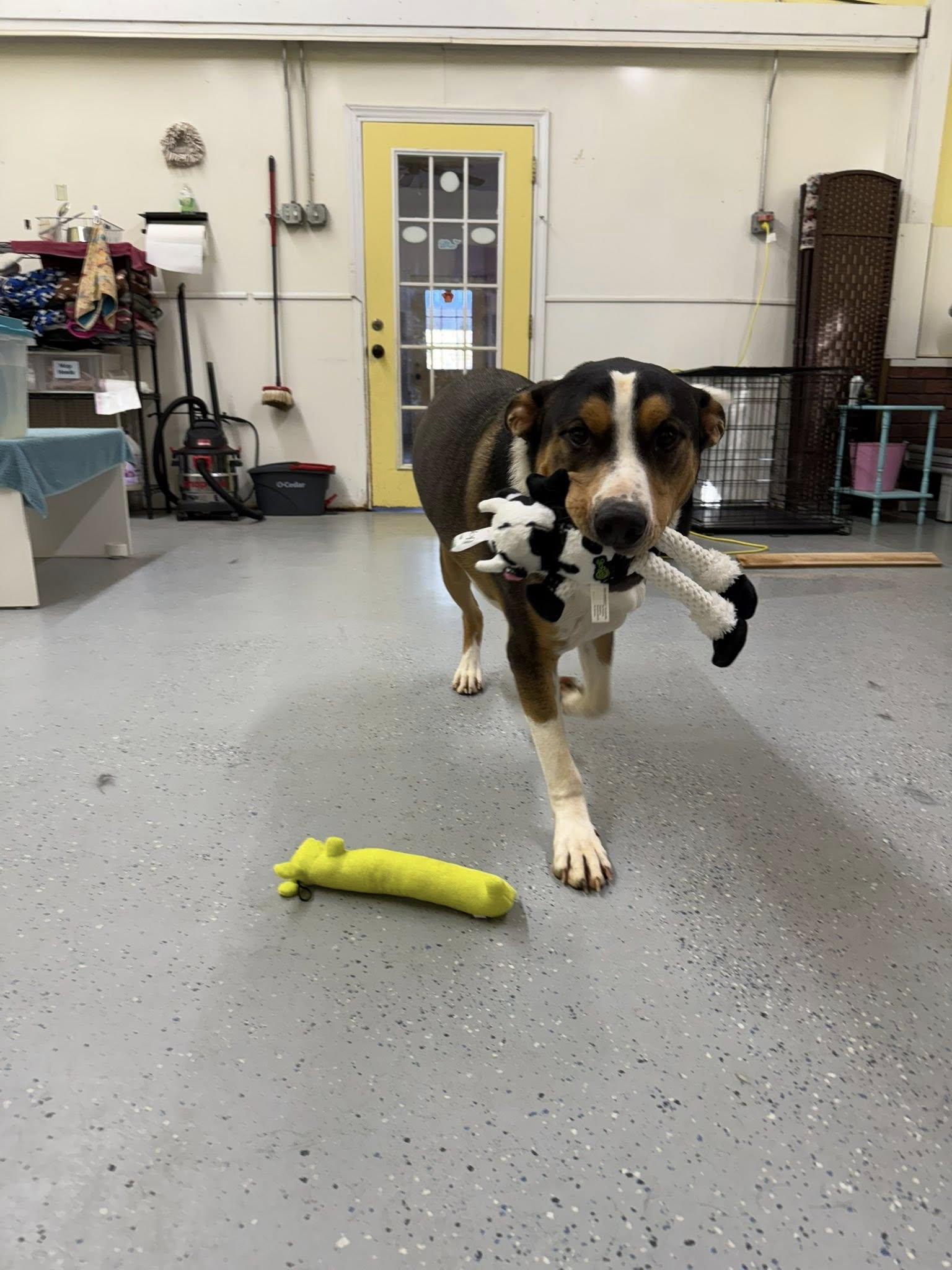 Enlarge Dru, a Adoptable mixed breed in Salisbury, NC image 4/5