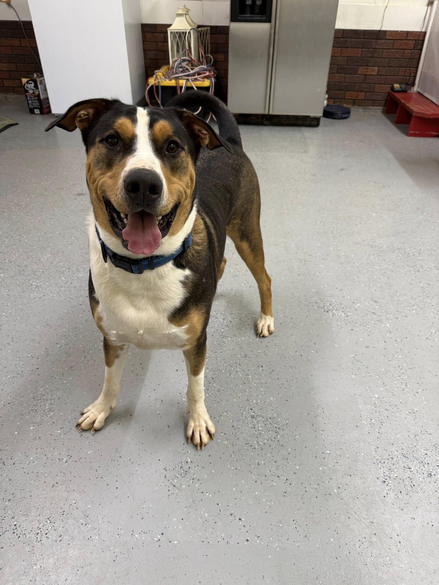 Enlarge Dru, a Adoptable mixed breed in Salisbury, NC image 2/5