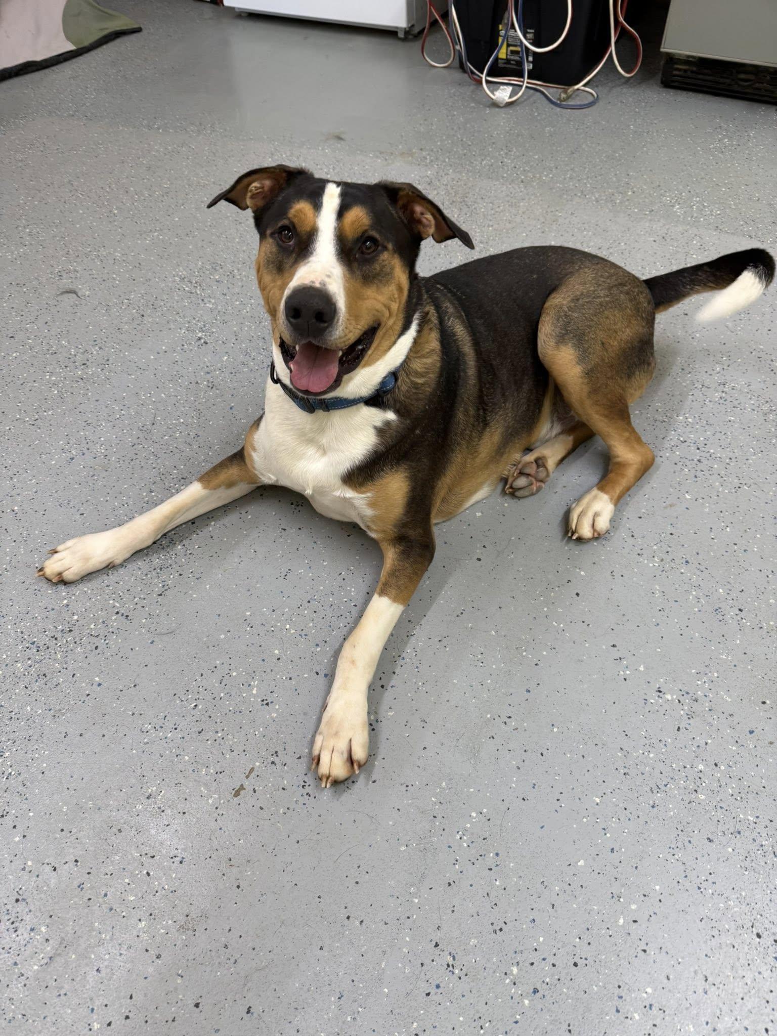 Enlarge Dru, a Adoptable mixed breed in Salisbury, NC image 3/5