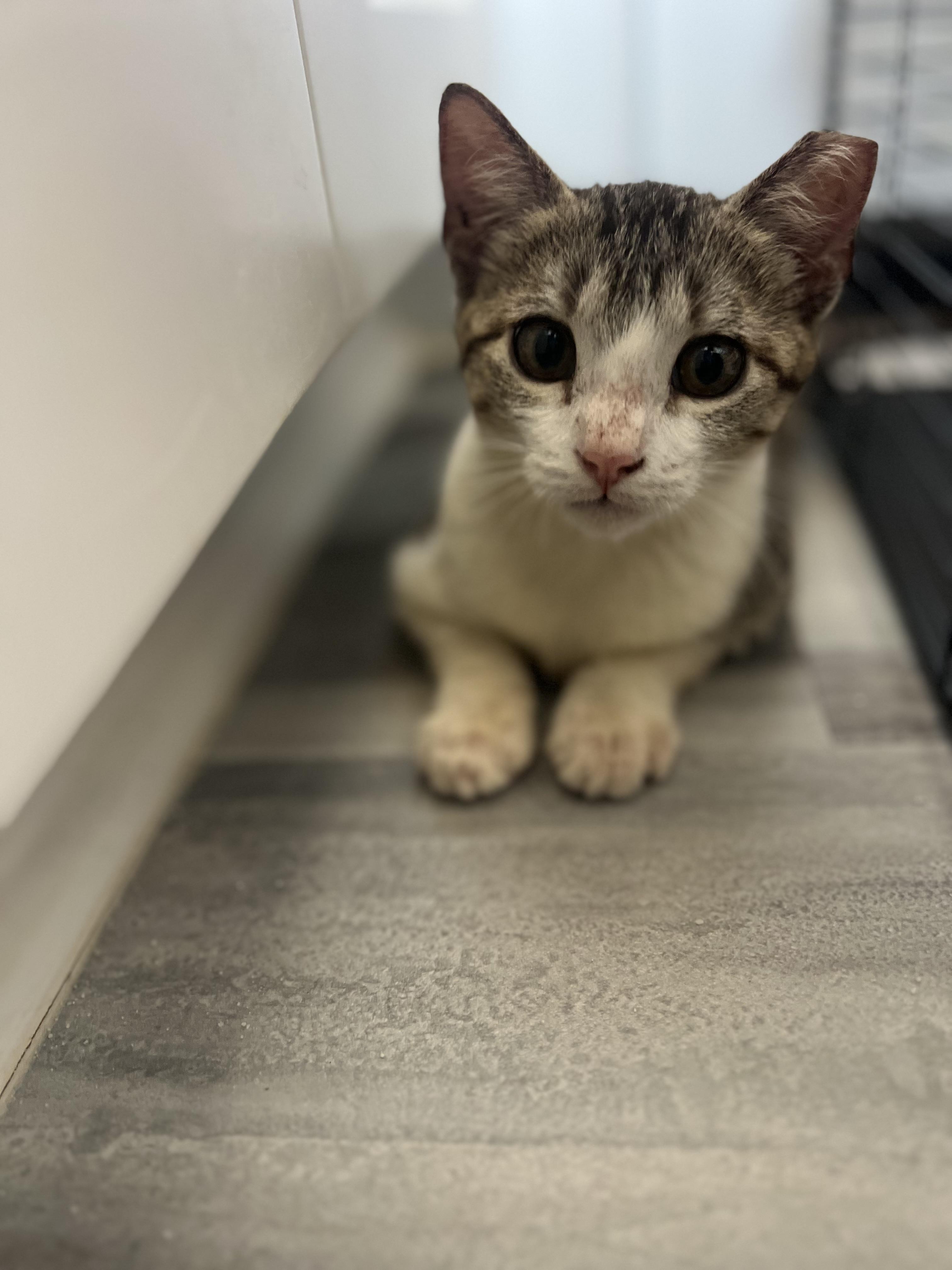 Jake, a Adoptable Domestic Short Hair in Glastonbury, CT image 3/5