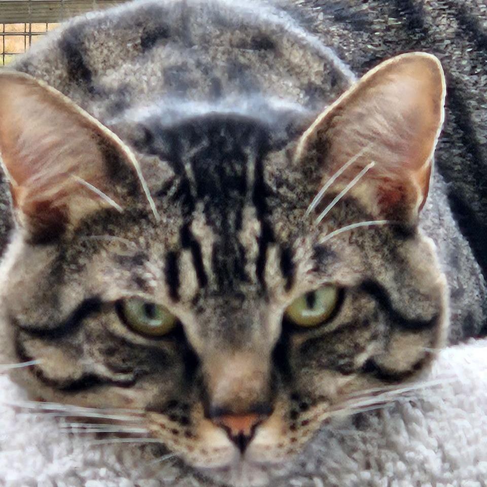 Taro, Adoptable, Adult Male Domestic Short Hair.