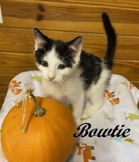 Enlarge Bowtie, a Adoptable Tuxedo in Cary, NC image 2/6