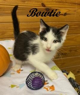 Enlarge Bowtie, a Adoptable Tuxedo in Cary, NC image 4/6