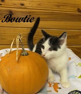 Enlarge Bowtie, a Adoptable Tuxedo in Cary, NC image 5/6