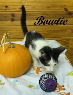 Enlarge Bowtie, a Adoptable Tuxedo in Cary, NC image 6/6