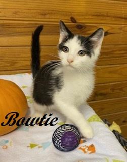 Enlarge Bowtie, a Adoptable Tuxedo in Cary, NC image 1/6