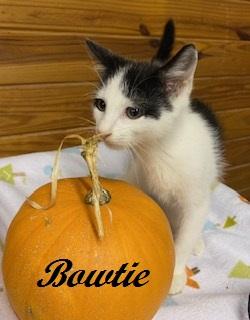 Enlarge Bowtie, a Adoptable Tuxedo in Cary, NC image 3/6