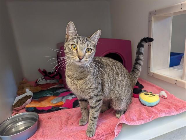 Enlarge CHAI, a Adoptable Domestic Short Hair in Salinas, CA image 1/1