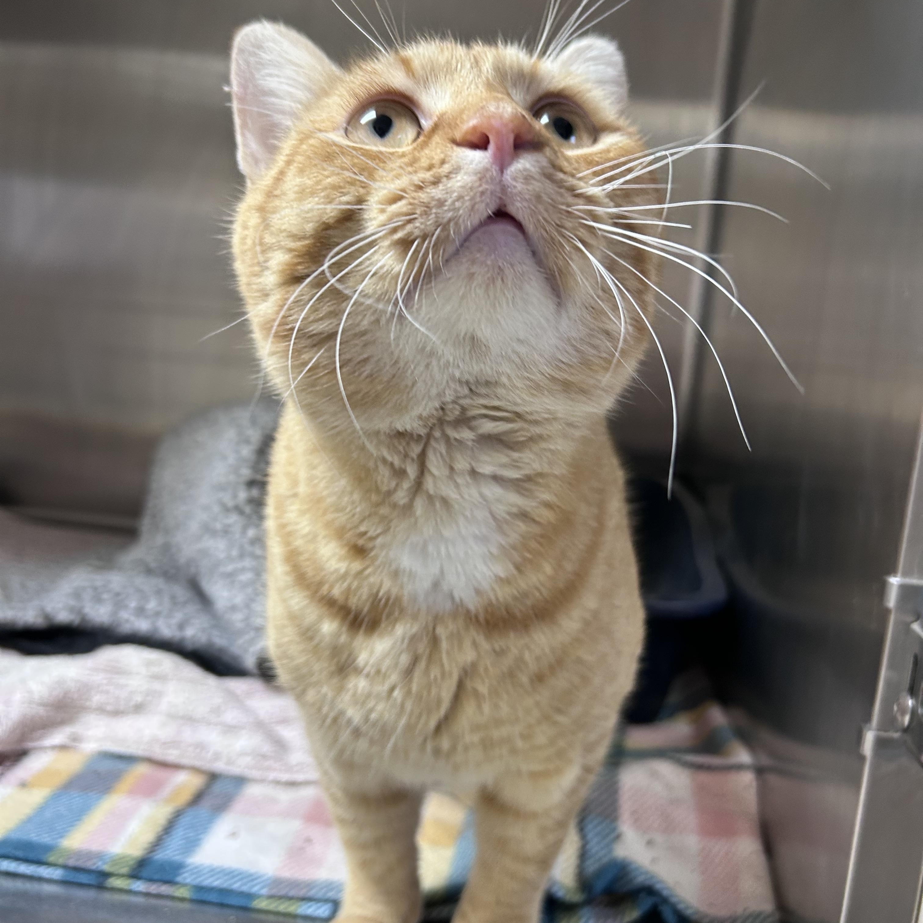 Enlarge Felix, an adopted mixed breed in Greensboro, NC image 3/5