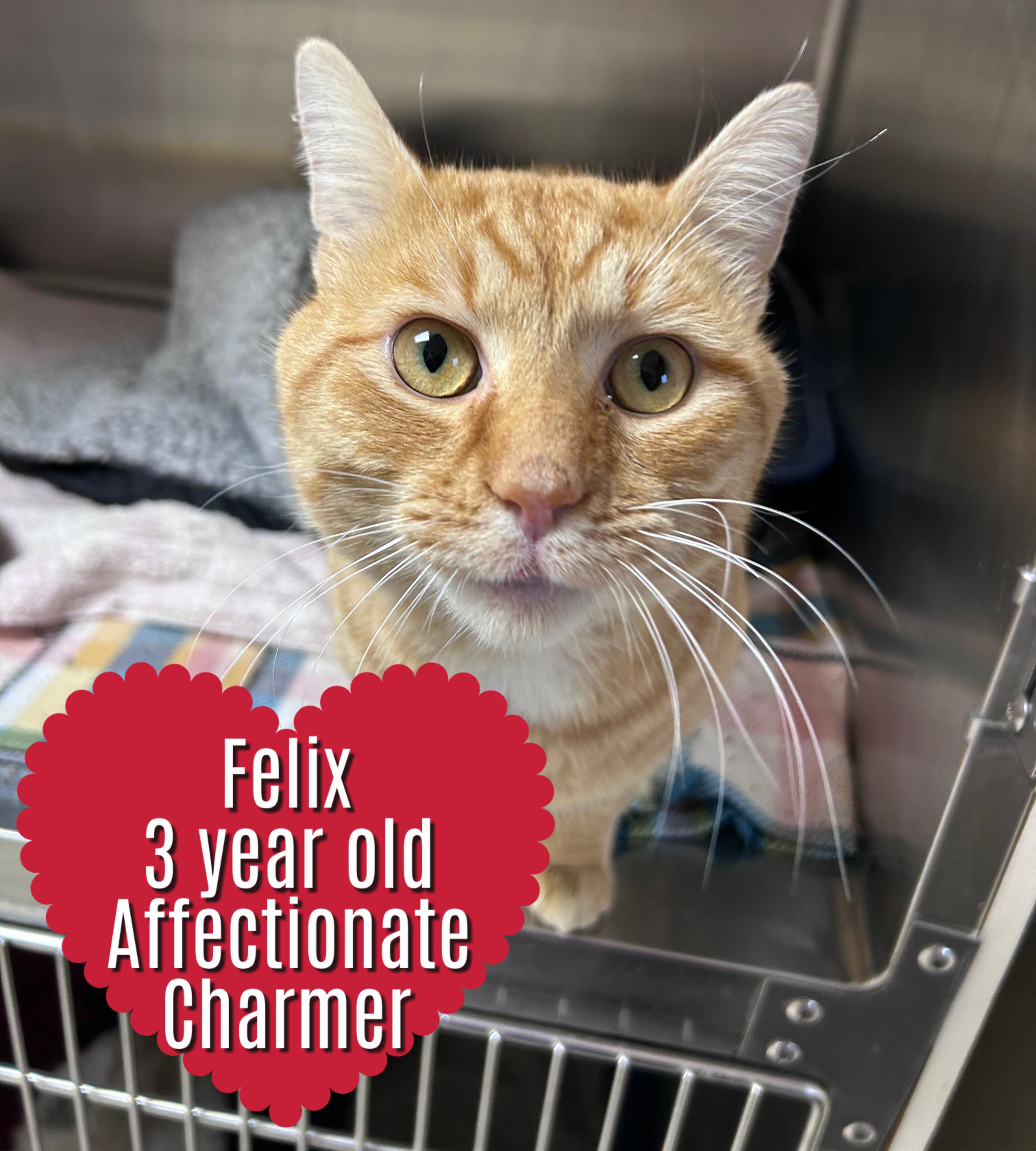 Enlarge Felix, an adopted mixed breed in Greensboro, NC image 1/5