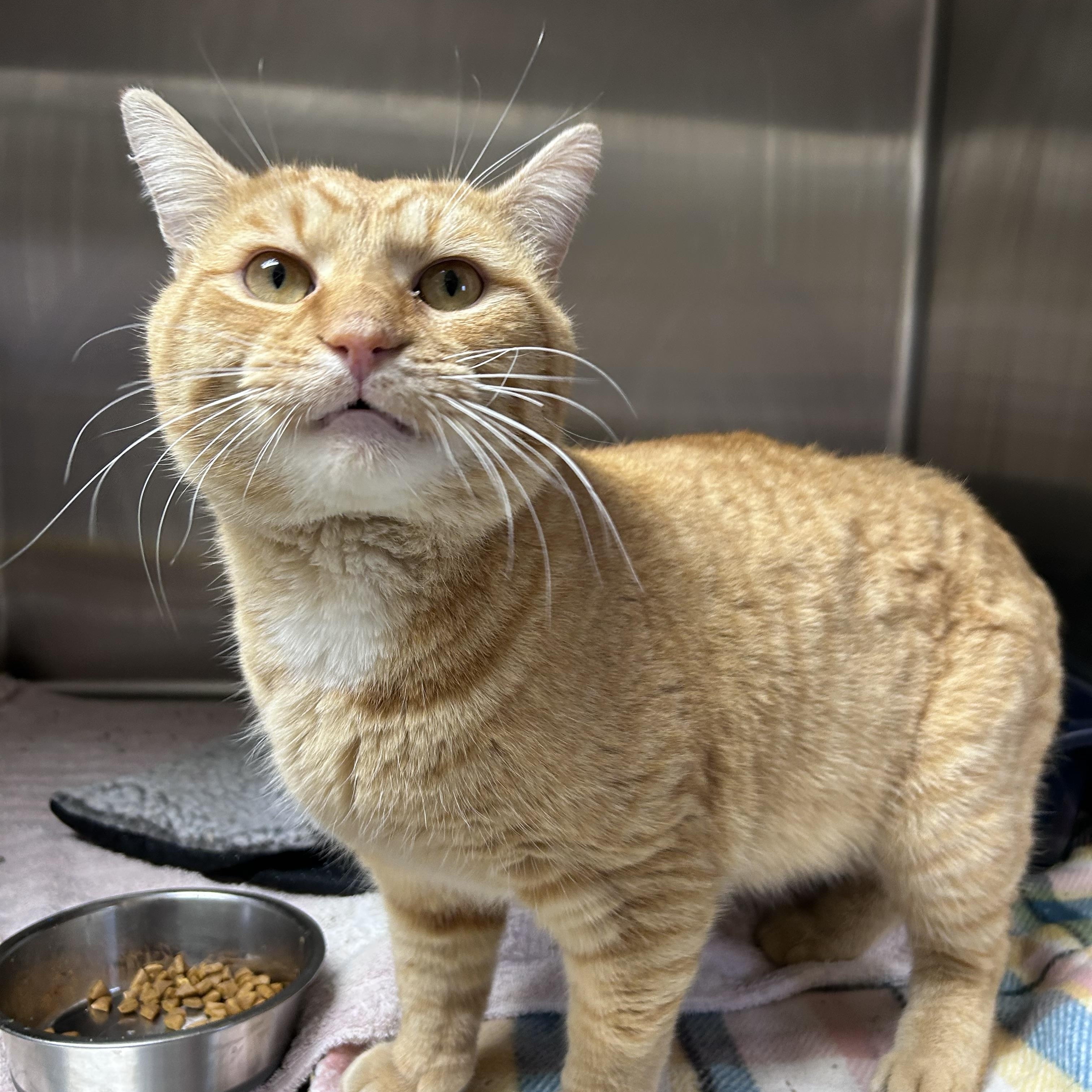 Enlarge Felix, an adopted mixed breed in Greensboro, NC image 2/5