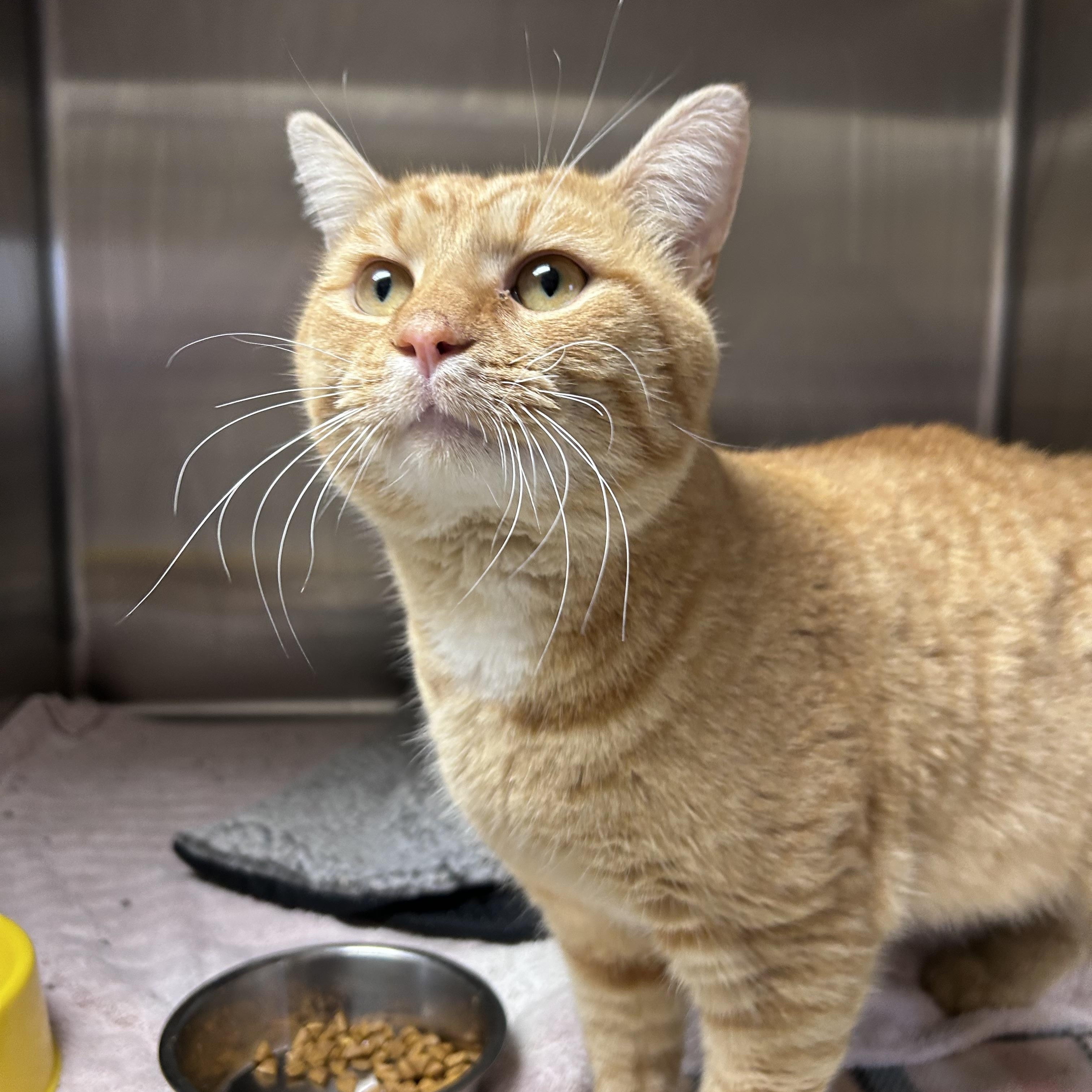 Enlarge Felix, an adopted mixed breed in Greensboro, NC image 4/5