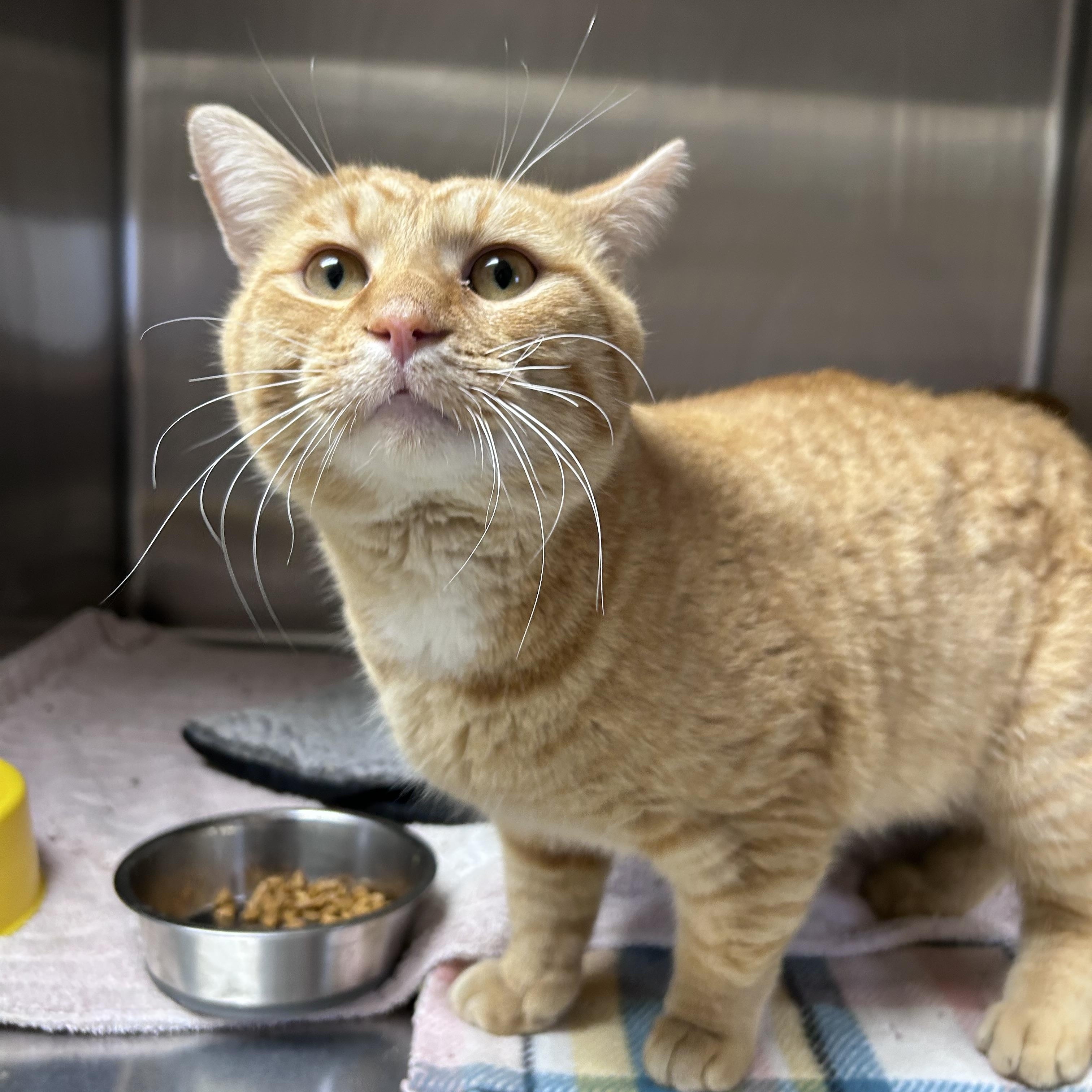 Enlarge Felix, an adopted mixed breed in Greensboro, NC image 5/5