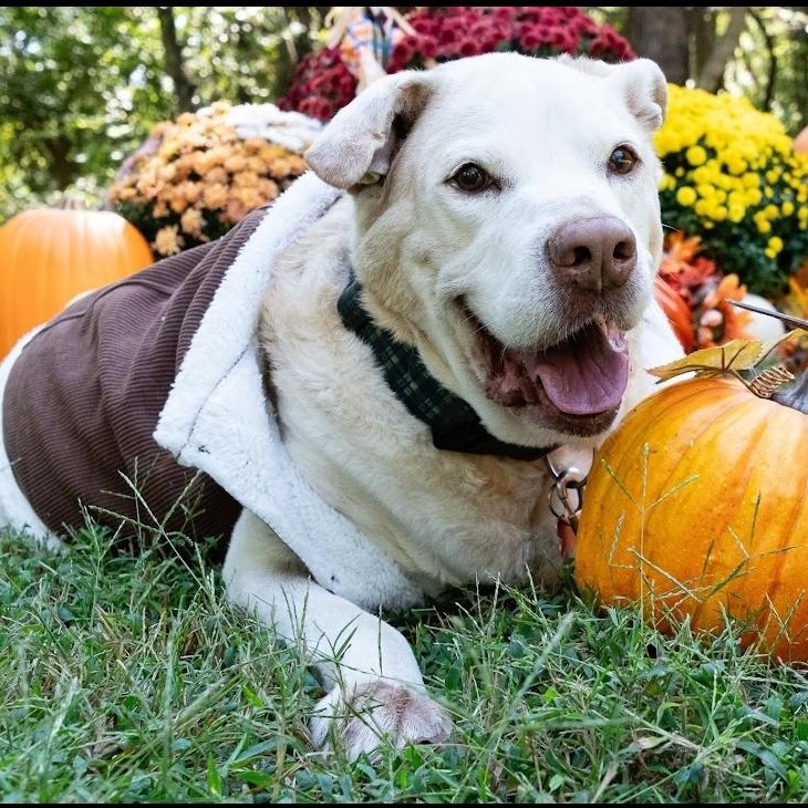 Enlarge Albert, a Adoptable mixed breed in Springfield, MO image 4/5