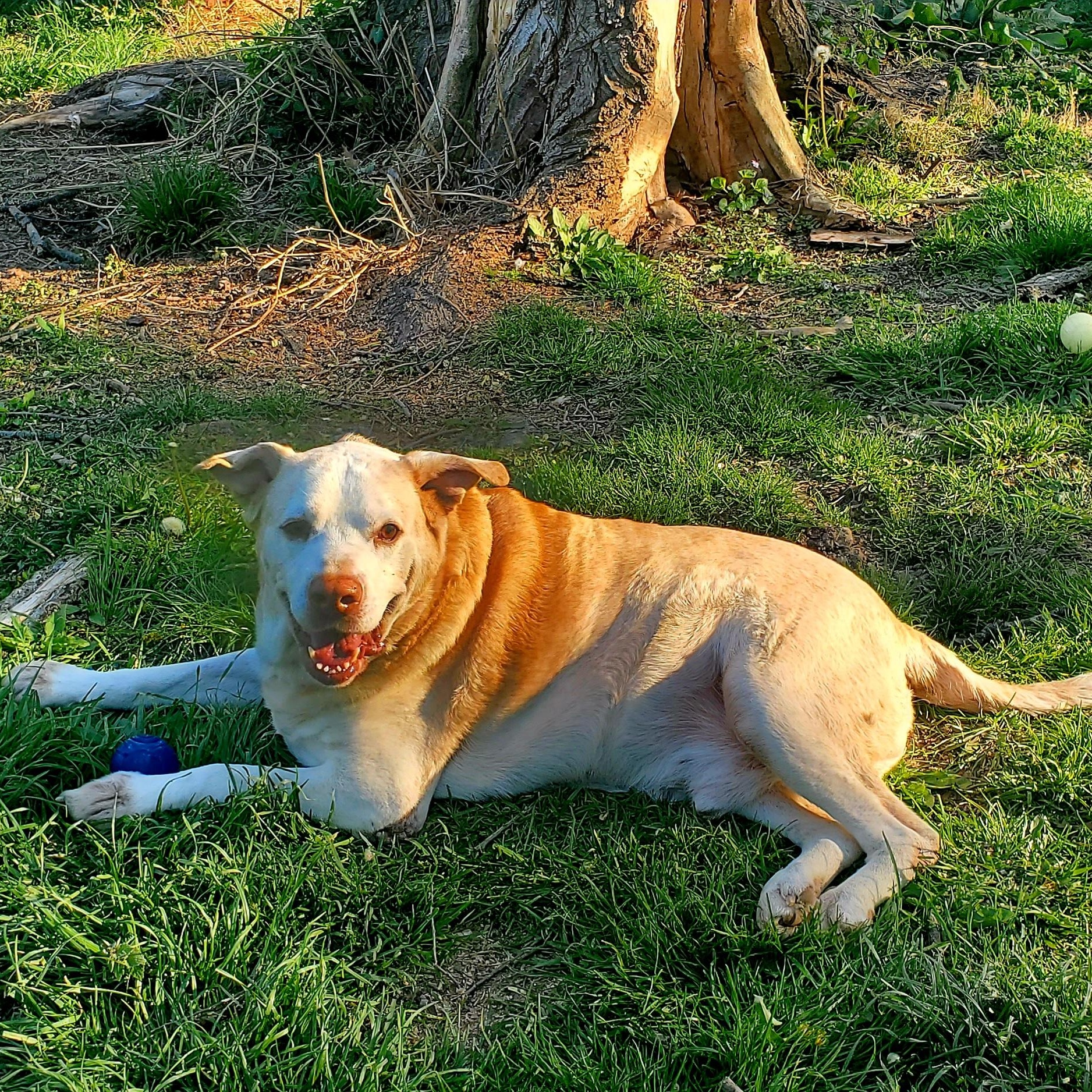 Enlarge Albert, a Adoptable mixed breed in Springfield, MO image 5/5