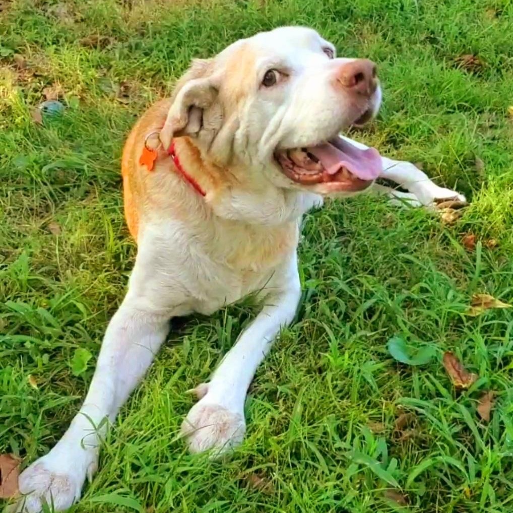 Enlarge Albert, a Adoptable mixed breed in Springfield, MO image 2/5