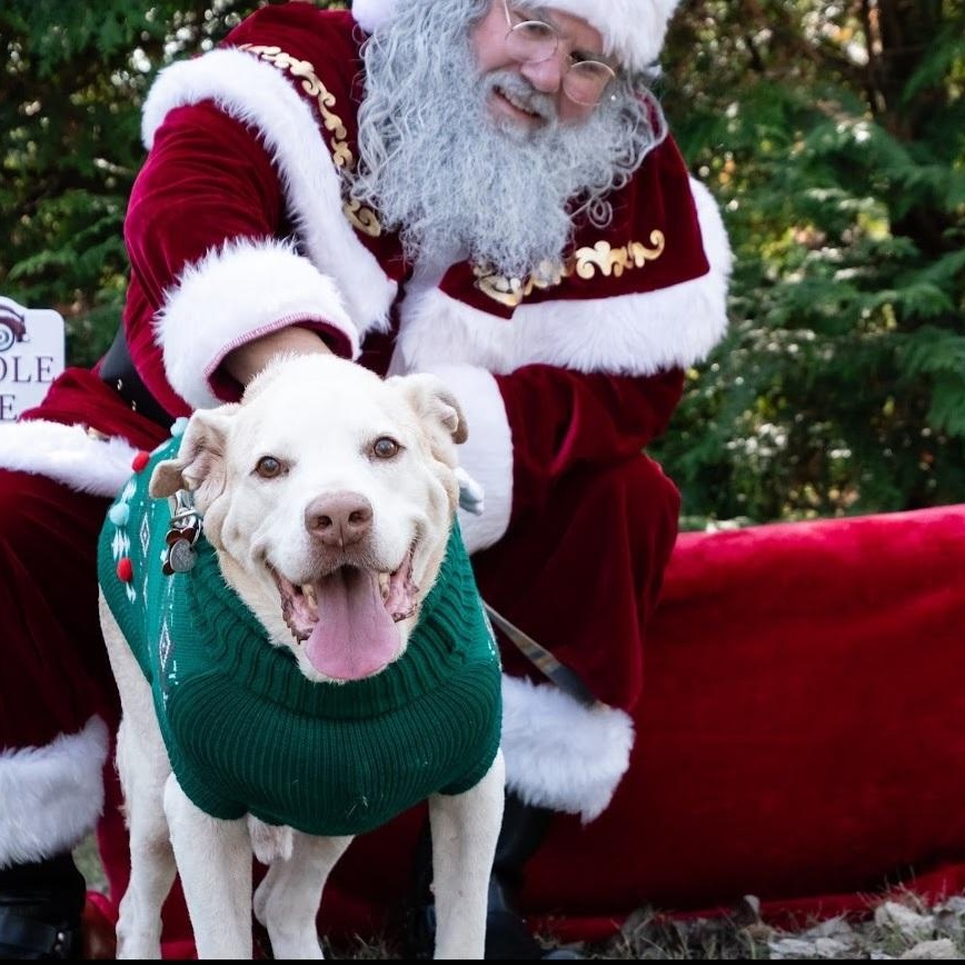Enlarge Albert, a Adoptable mixed breed in Springfield, MO image 1/5