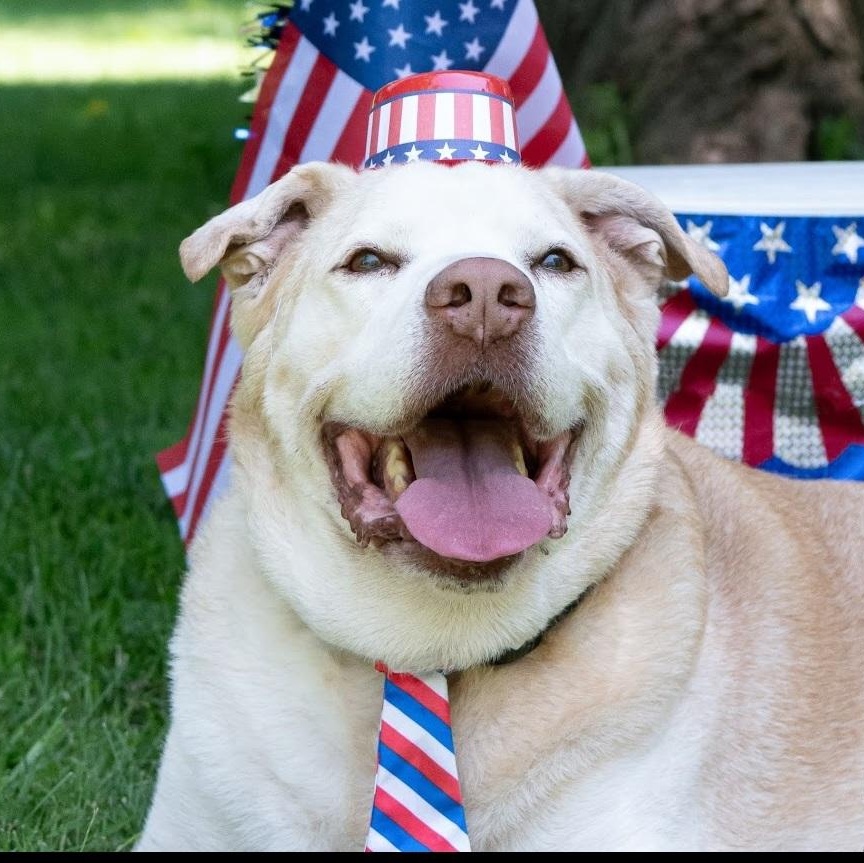 Enlarge Albert, a Adoptable mixed breed in Springfield, MO image 3/5