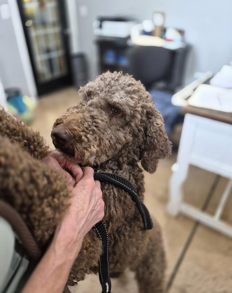 Craven / Piper, a Adoptable Poodle in Broomfield, CO image 1/4