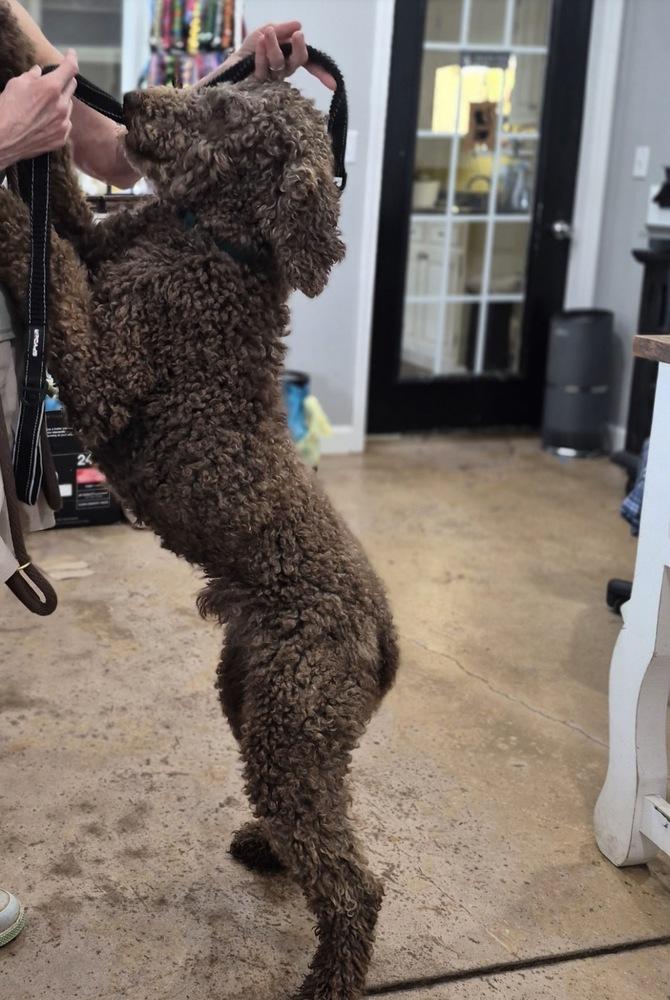 Craven / Piper, a Adoptable Poodle in Broomfield, CO image 2/4