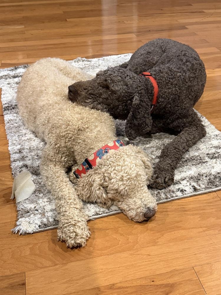 Craven / Piper, a Adoptable Poodle in Broomfield, CO image 3/4