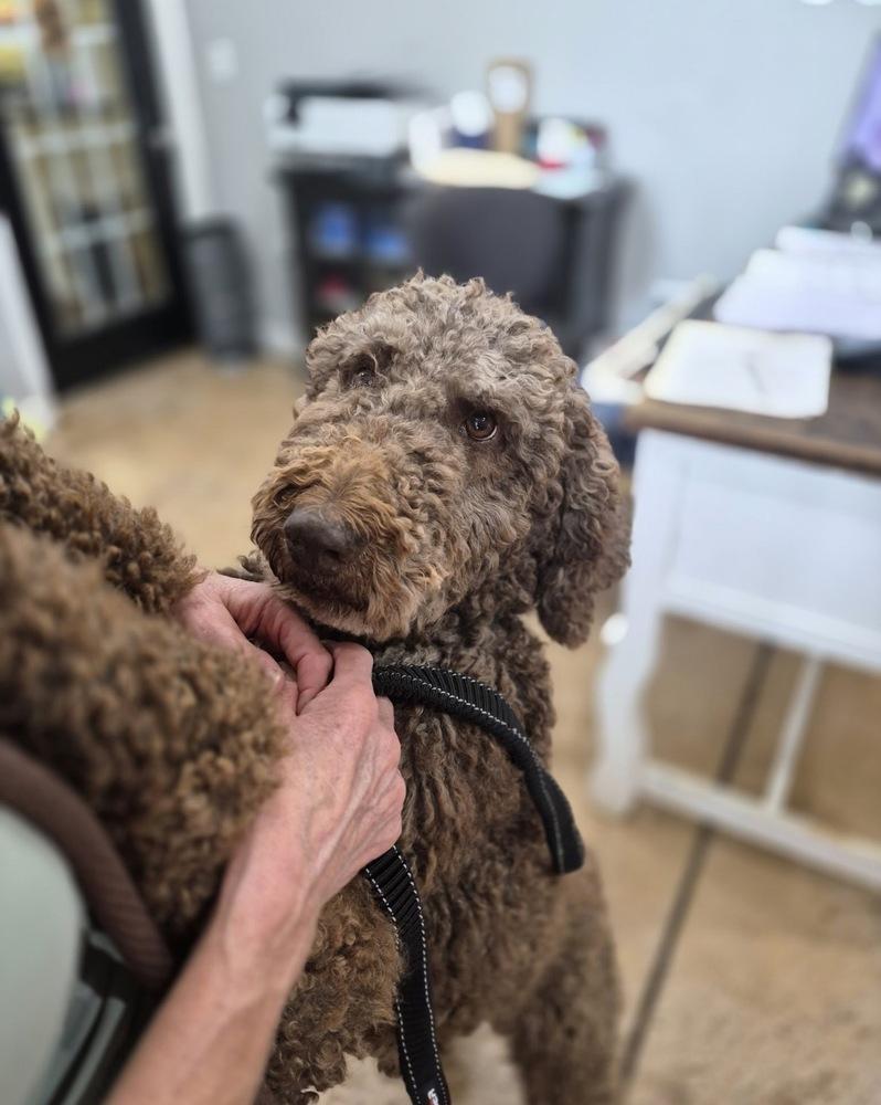 Craven / Piper, a Adoptable Poodle in Broomfield, CO image 4/4