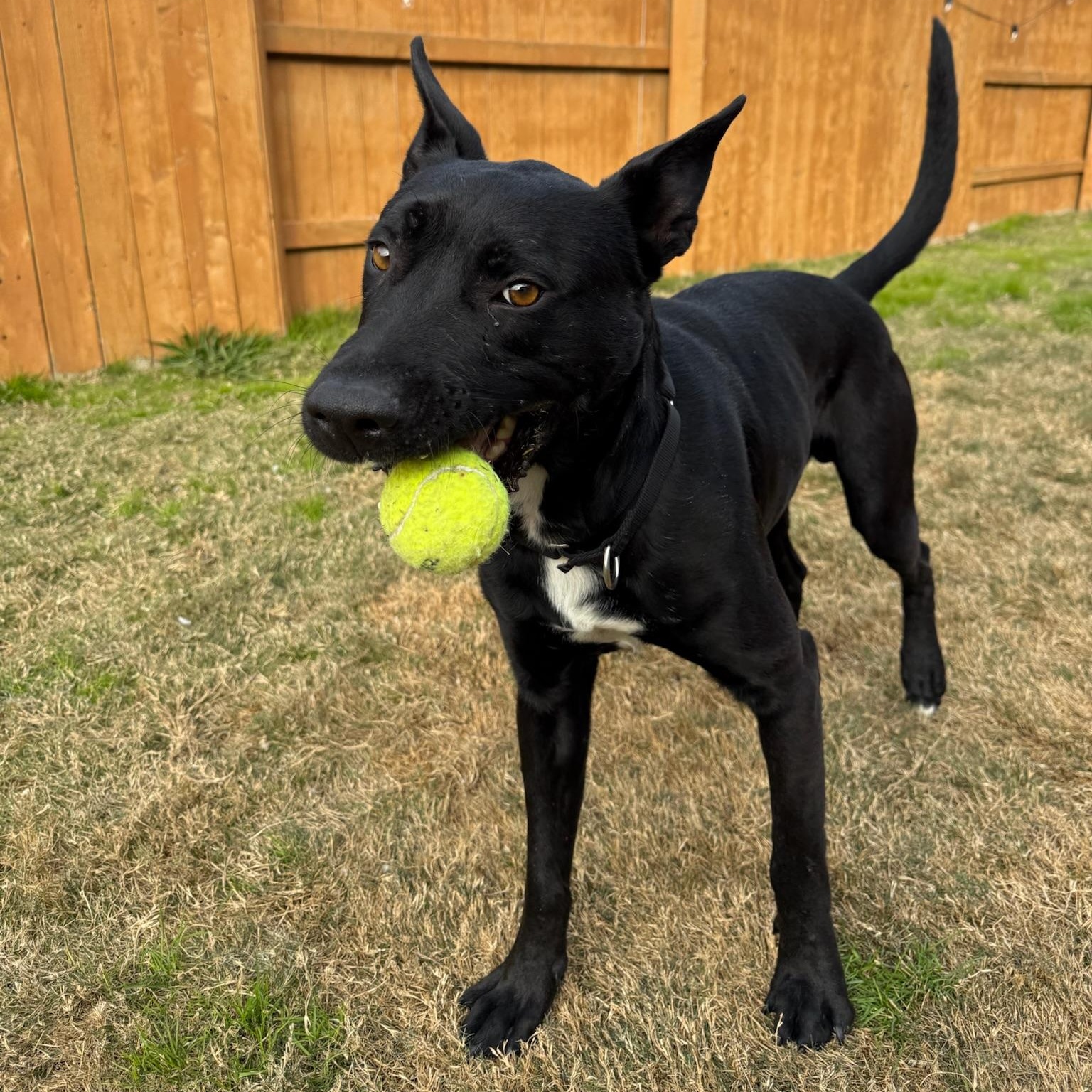 Alfie, a Adoptable mixed breed in Austin, TX image 2/6