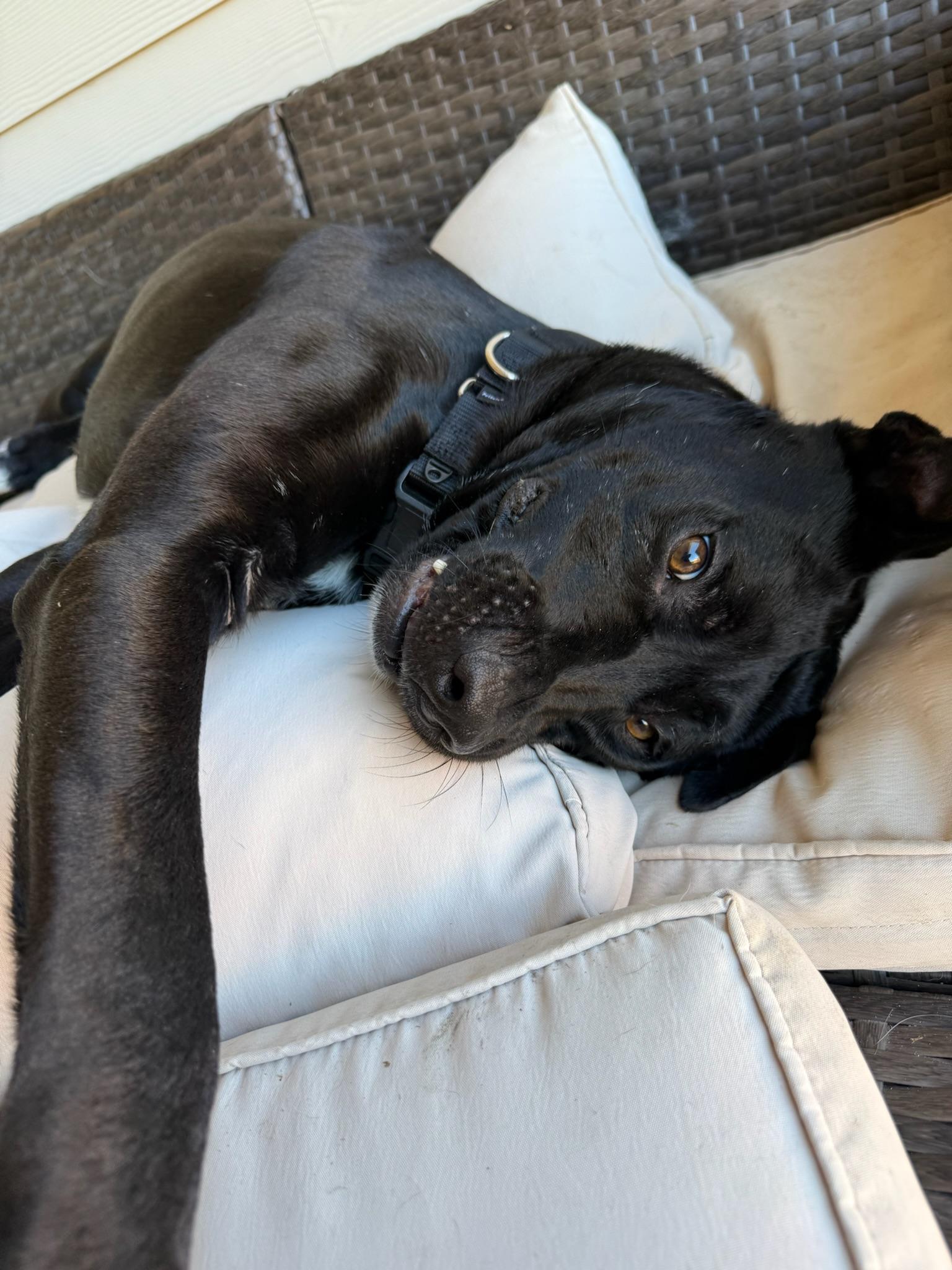 Alfie, a Adoptable mixed breed in Austin, TX image 3/6