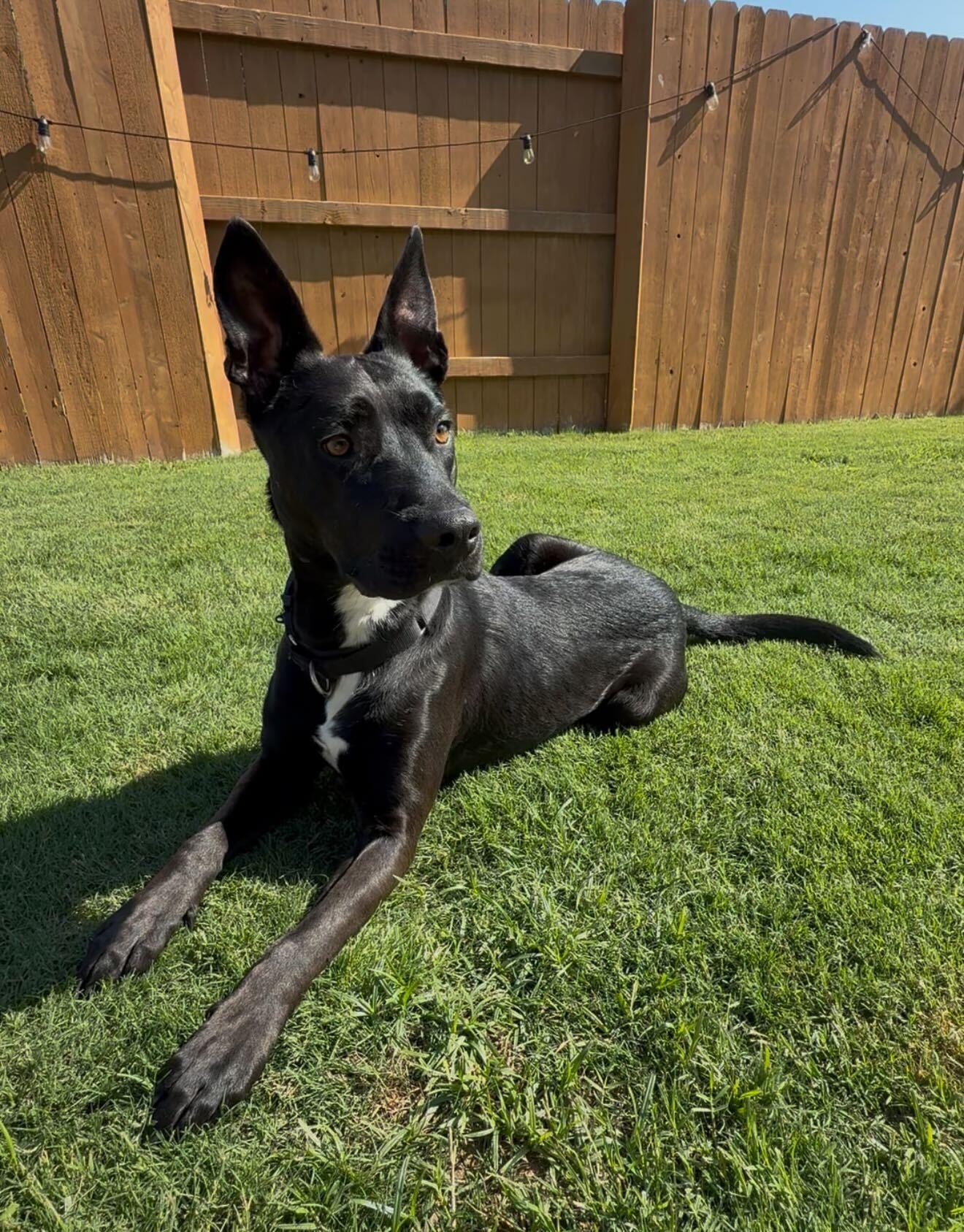 Alfie, a Adoptable mixed breed in Austin, TX image 1/6