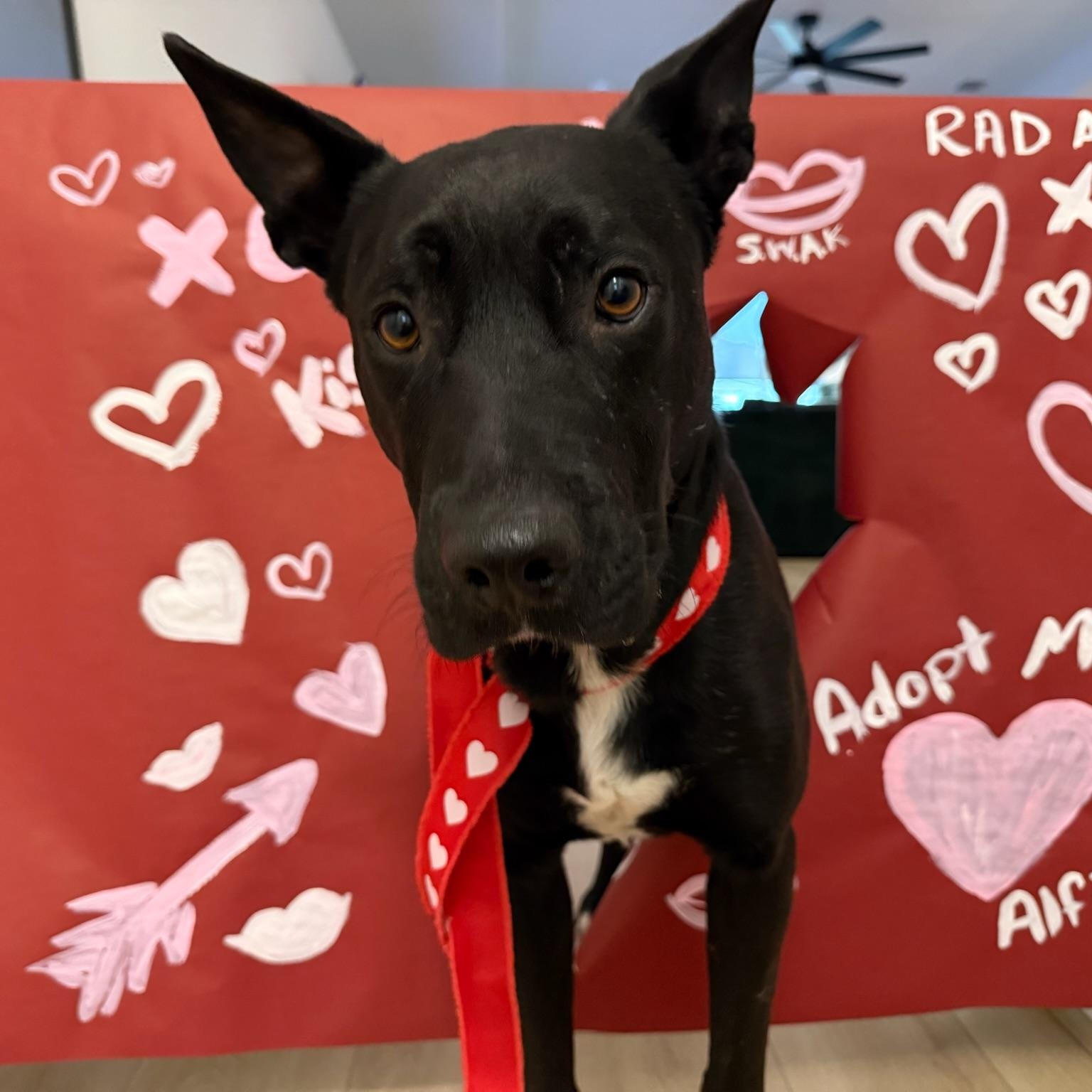 Alfie, Adoptable, Adult Male Belgian Shepherd / Malinois & American Staffordshire Terrier.