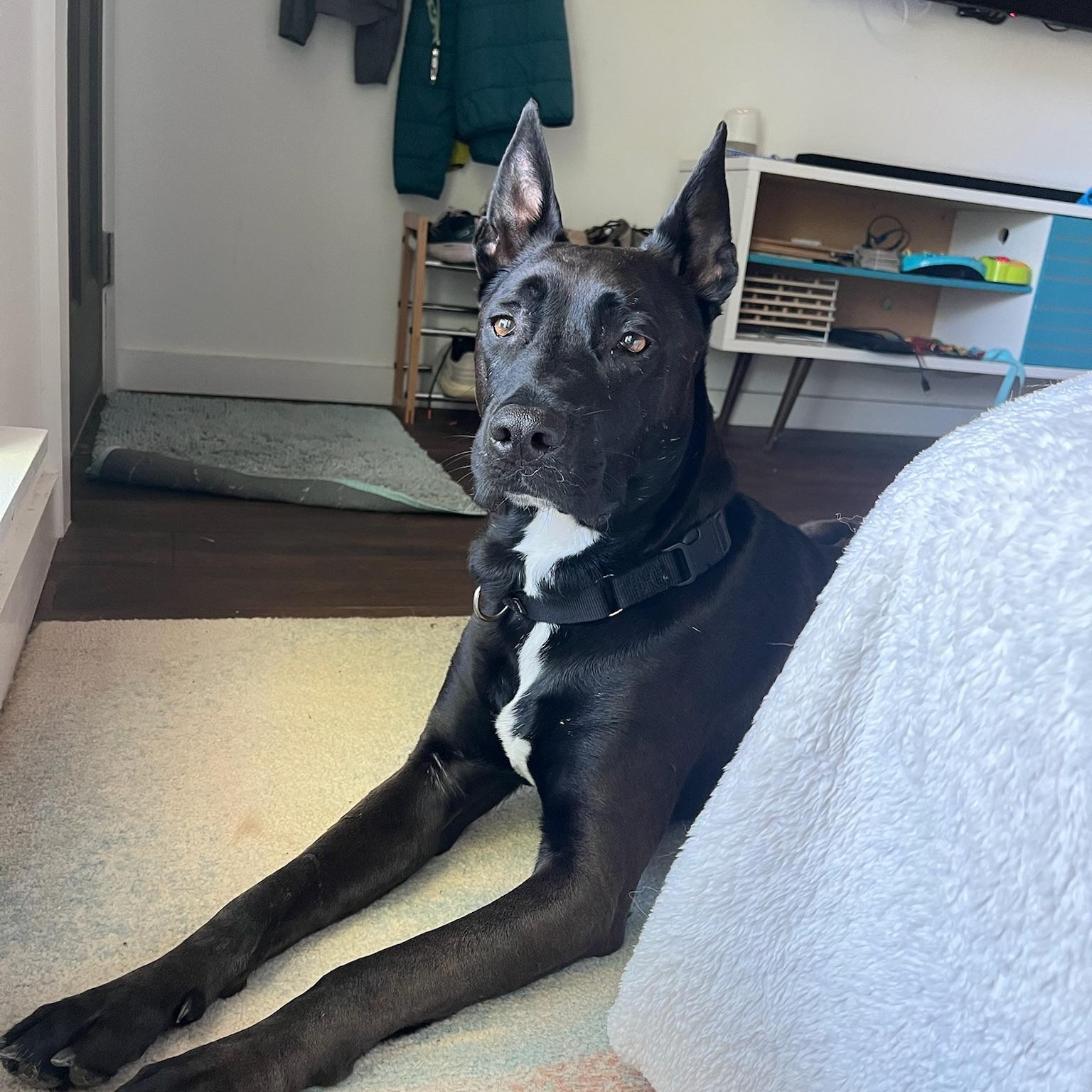 Alfie, a Adoptable mixed breed in Austin, TX image 3/6