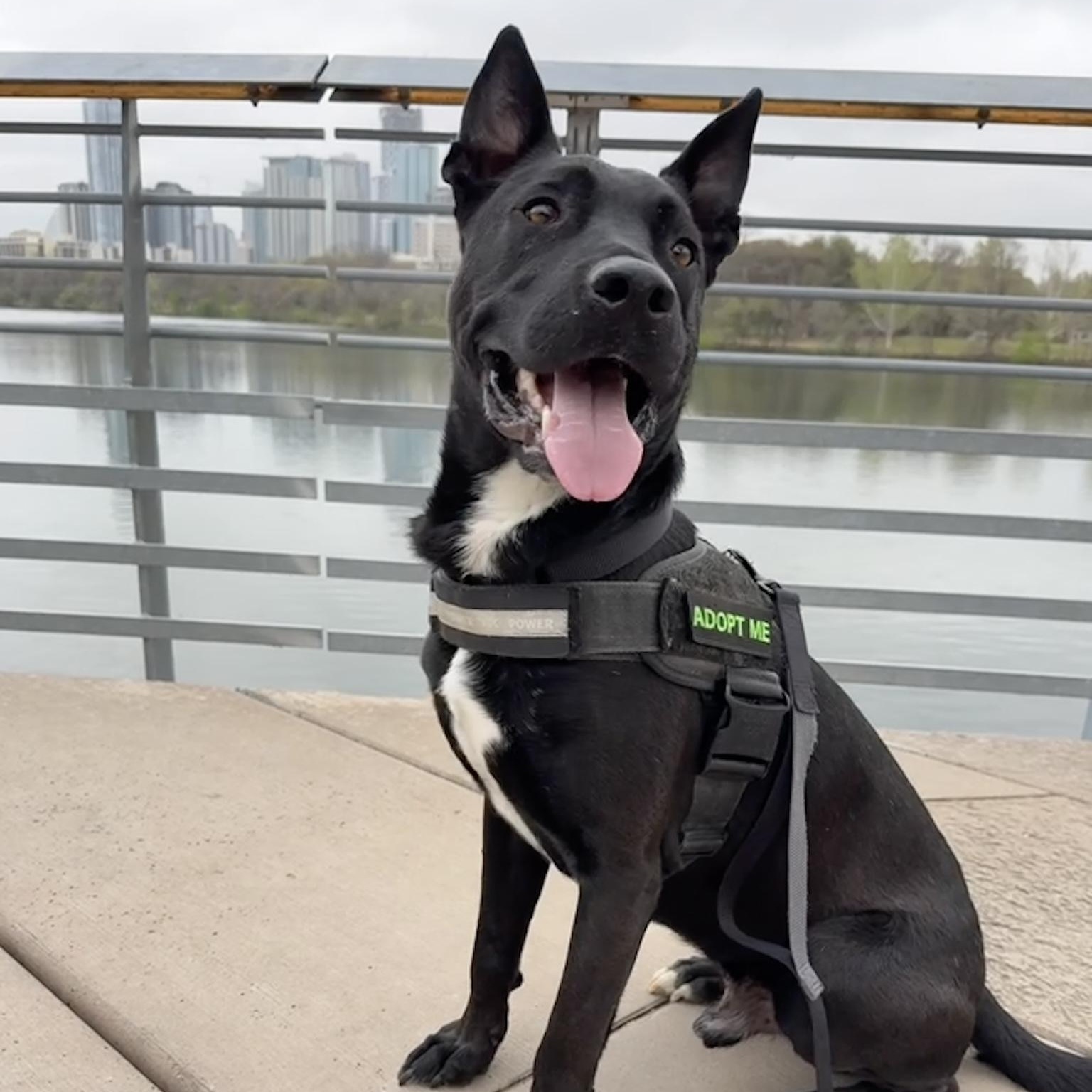 Alfie, a Adoptable mixed breed in Austin, TX image 2/6