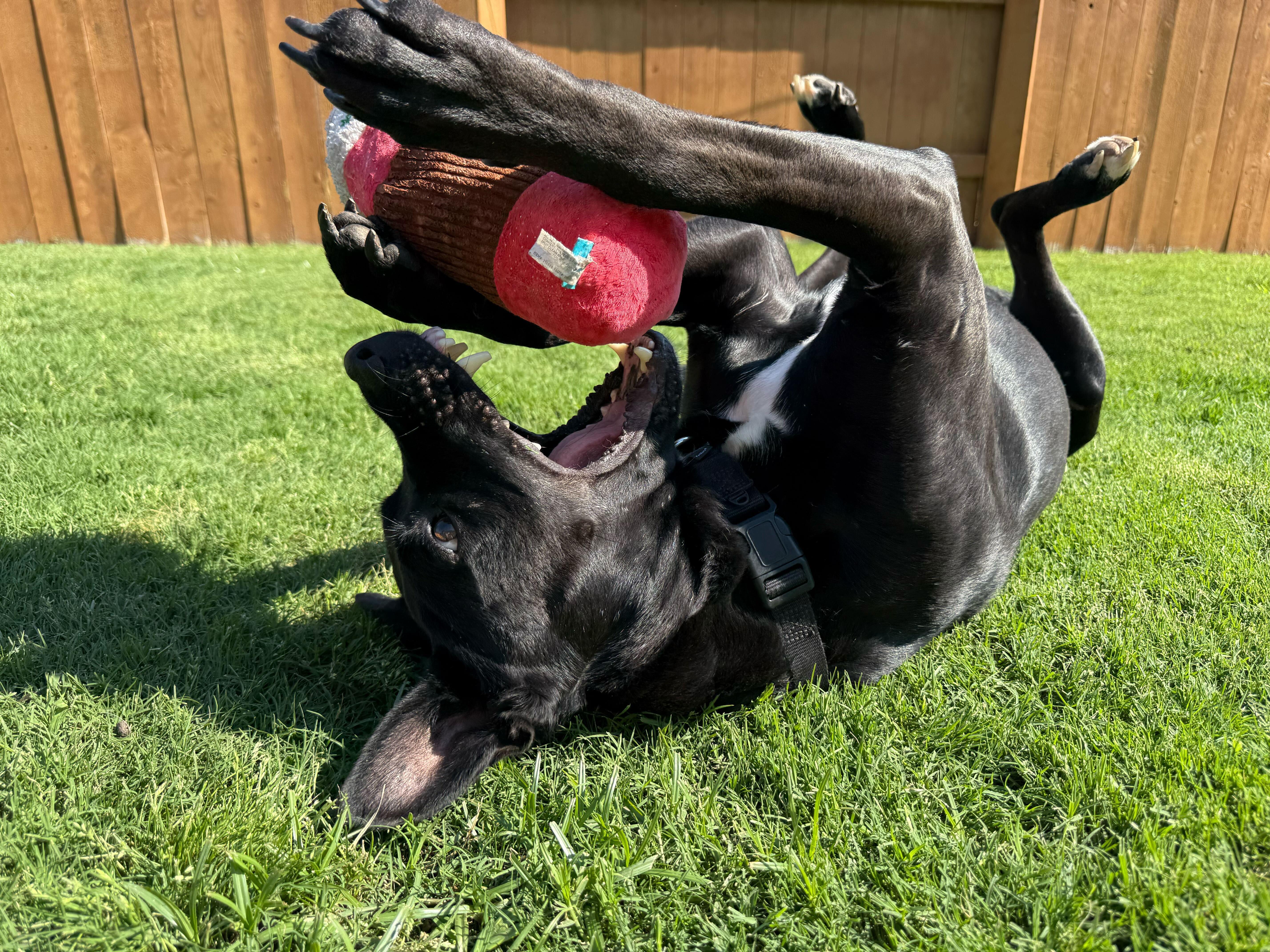 Alfie, a Adoptable mixed breed in Austin, TX image 4/6