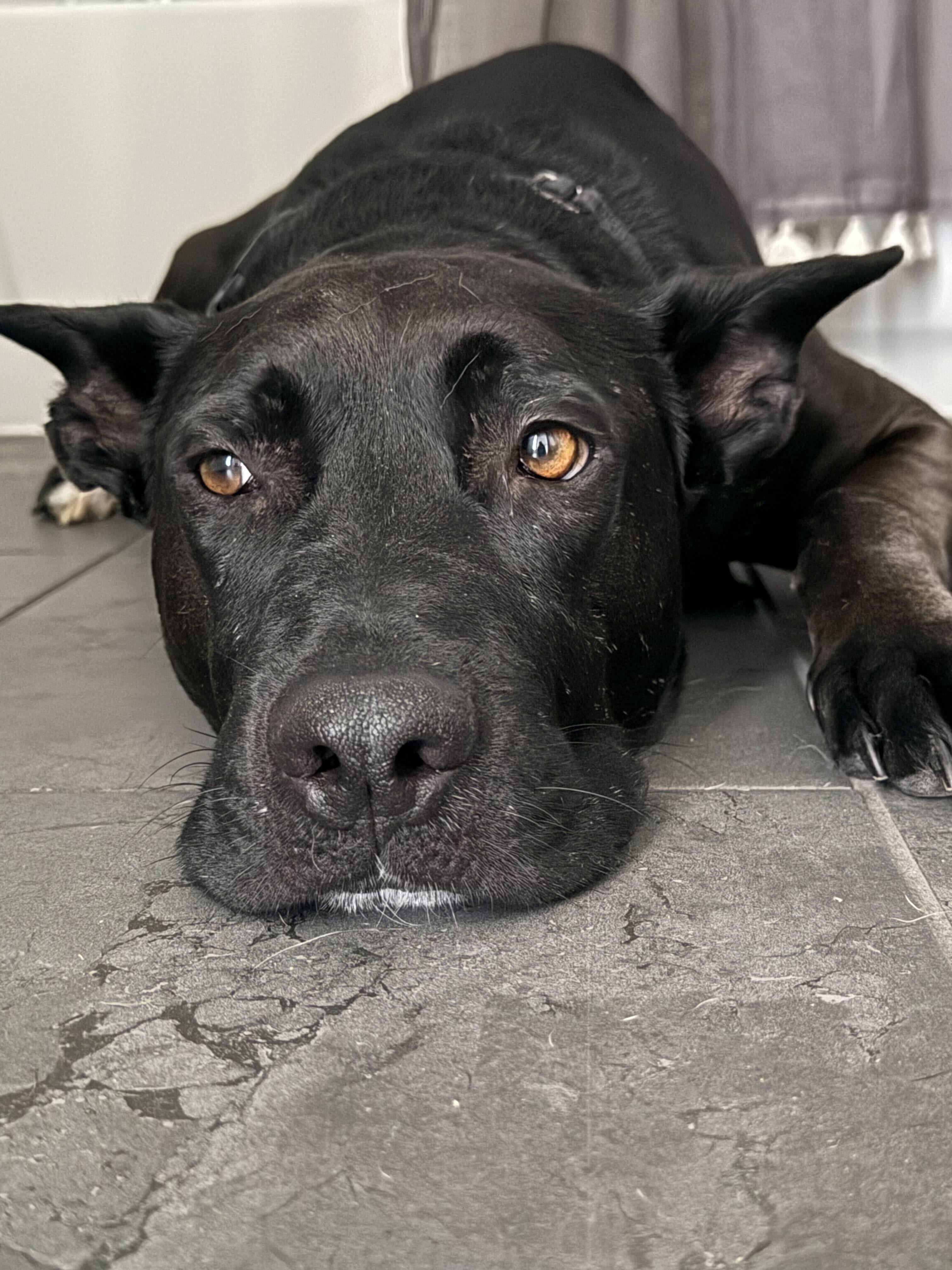 Alfie, Adoptable, Adult Male Shepherd & Belgian Shepherd / Malinois.