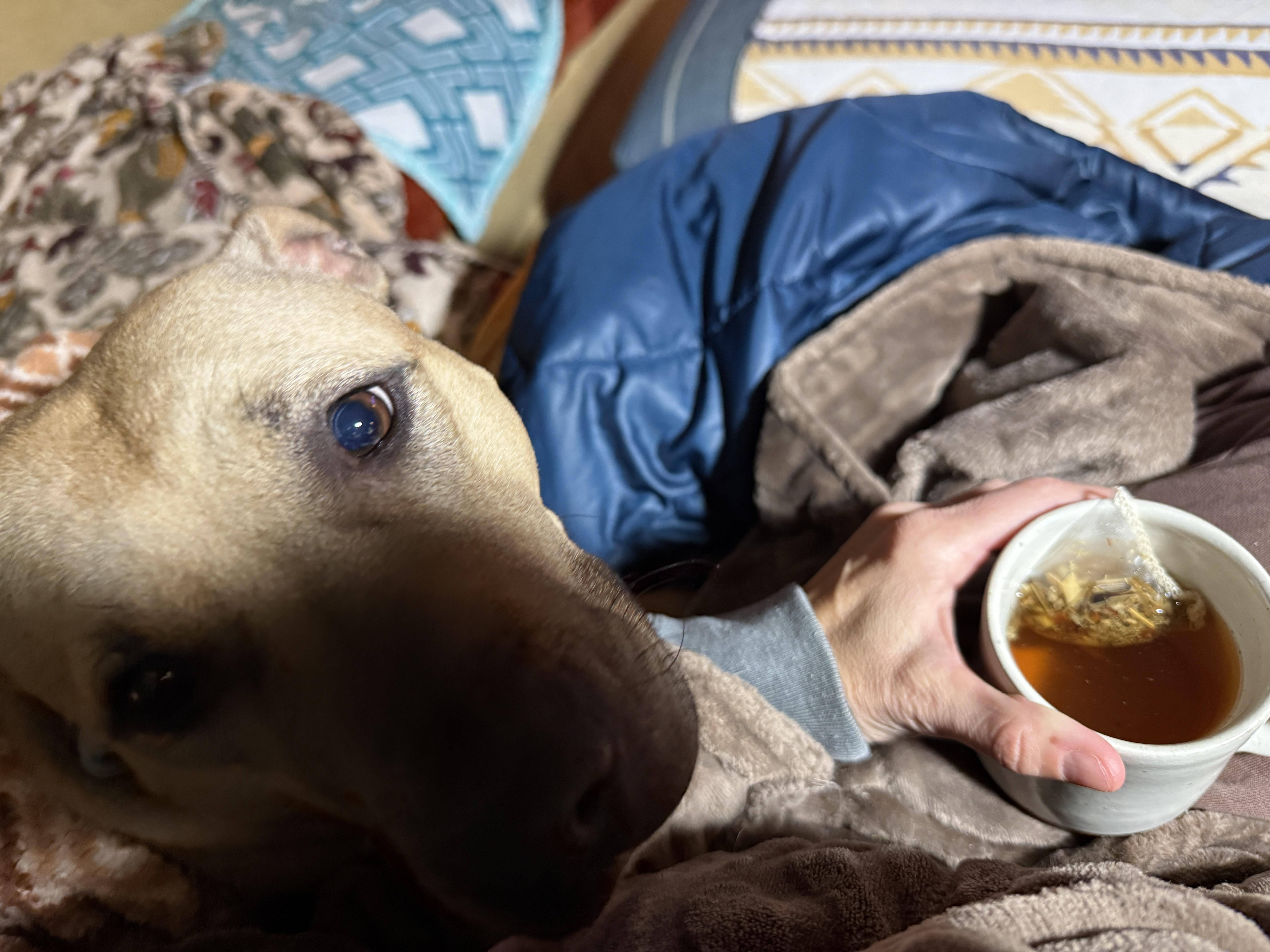 Montana, a ADOPTABLE Pit Bull Terrier in Cranston, RI image 3/5