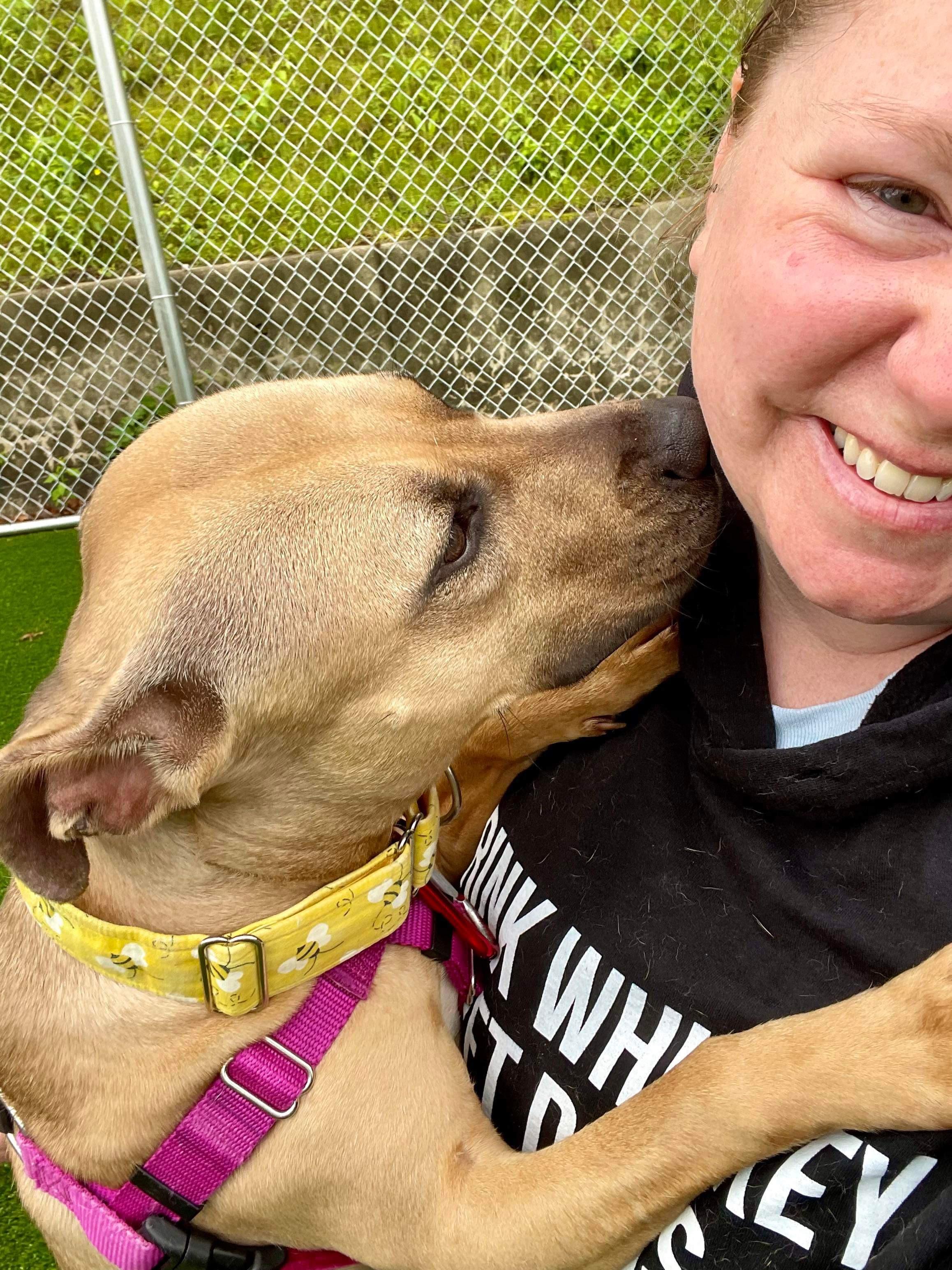 Montana, a ADOPTABLE Pit Bull Terrier in Cranston, RI image 2/2