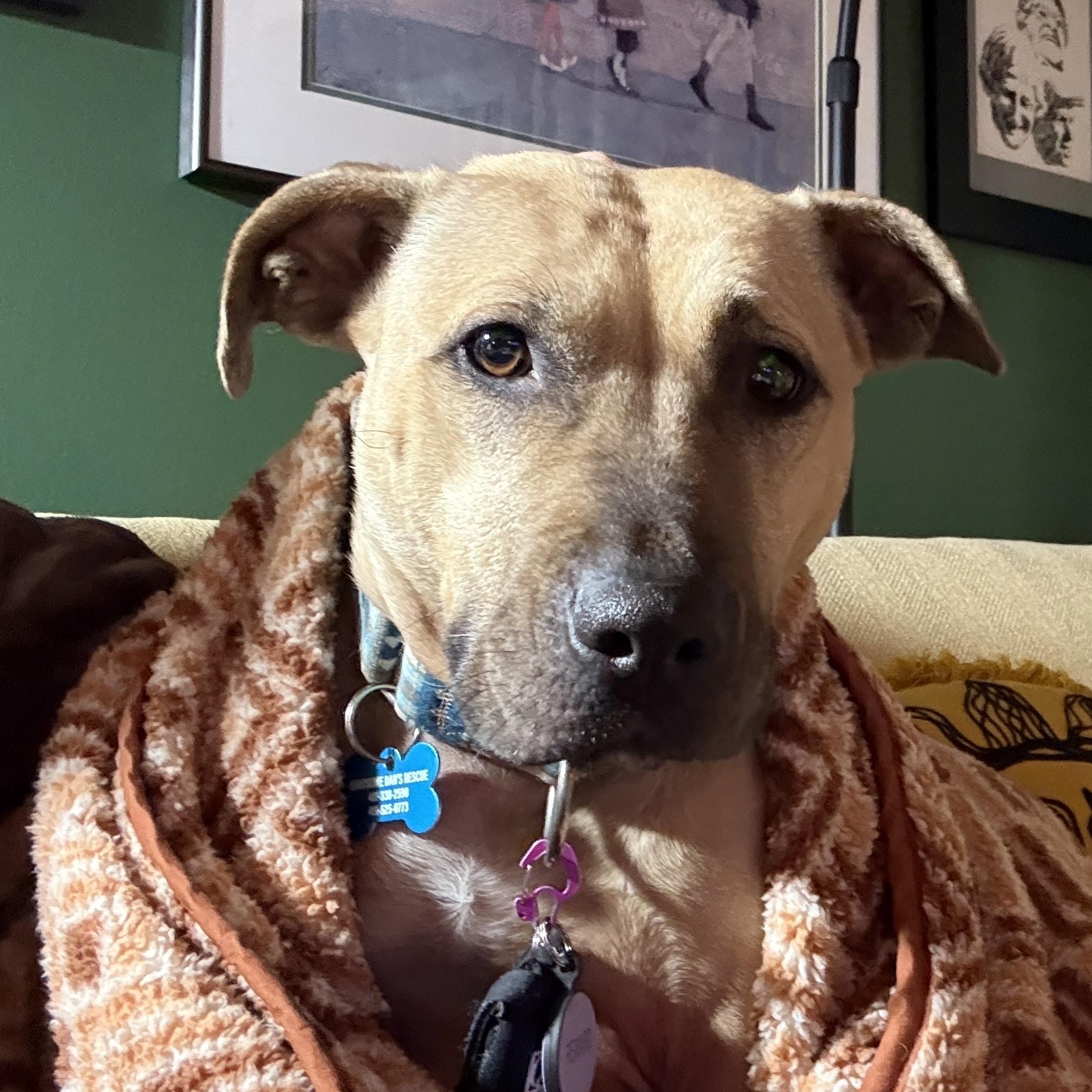 Montana, ADOPTABLE, Adult Female Pit Bull Terrier.