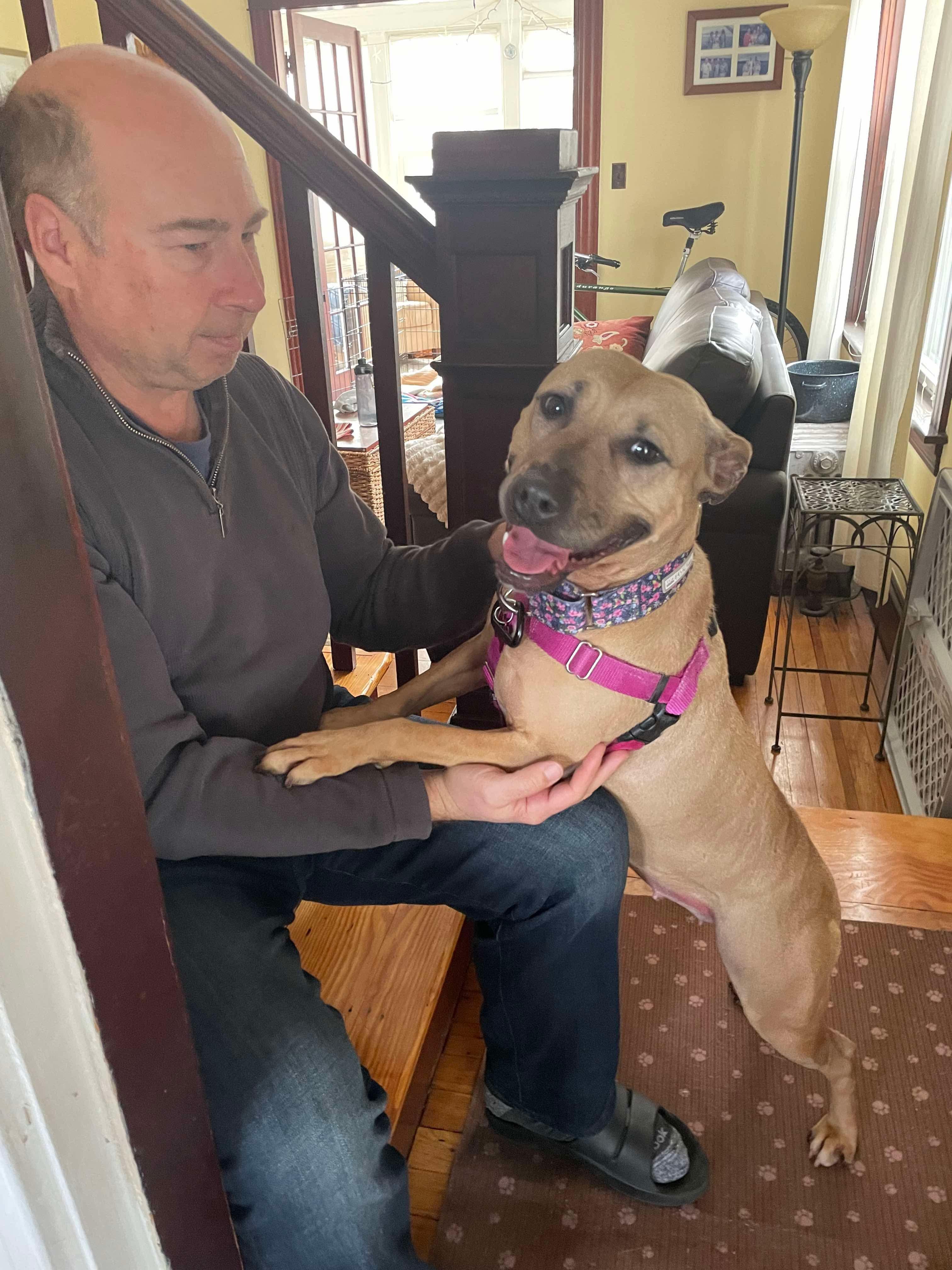 Montana, a ADOPTABLE Pit Bull Terrier in Cranston, RI image 4/5