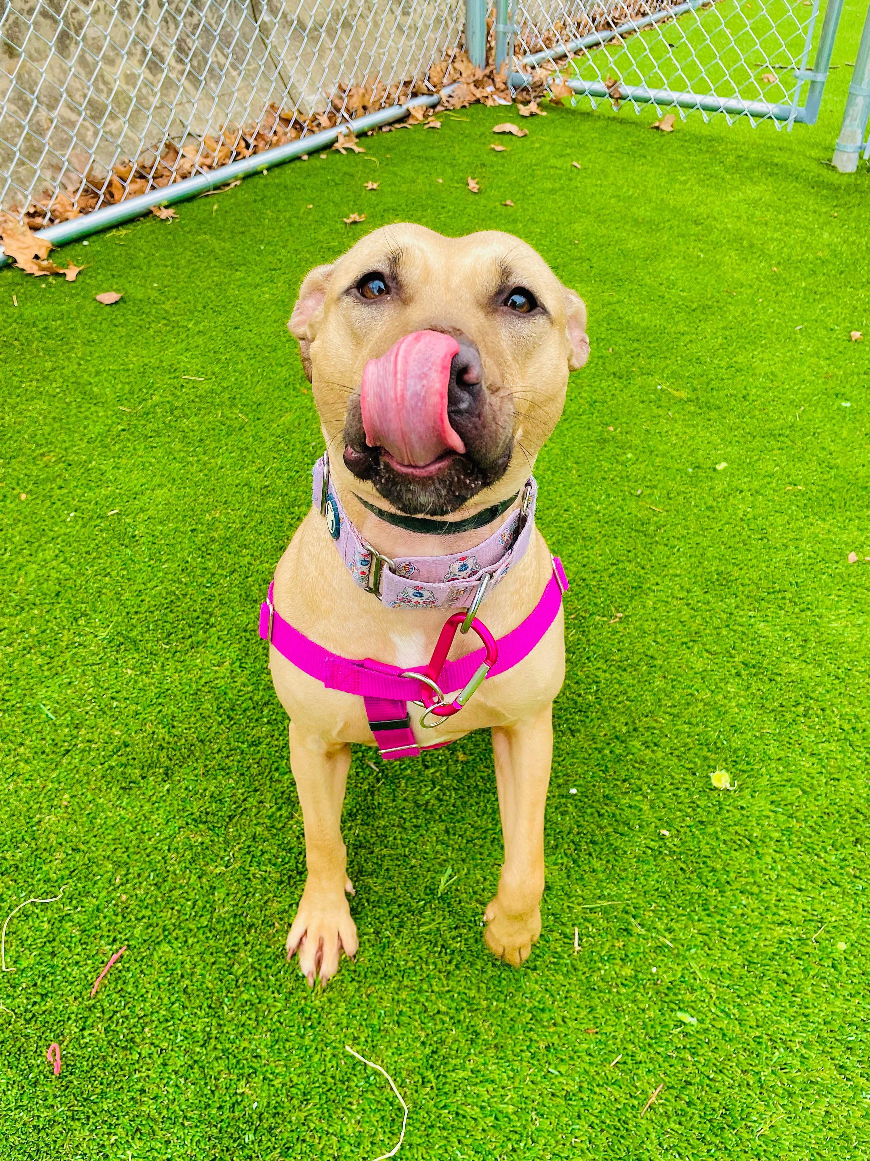 Montana, a ADOPTABLE Pit Bull Terrier in Cranston, RI image 1/2