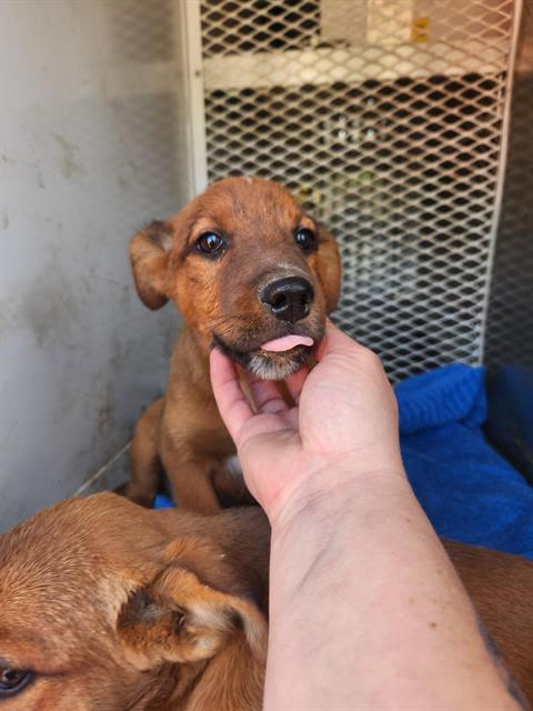 Lewis -- URGENT!!! OUT OF TIME!!!