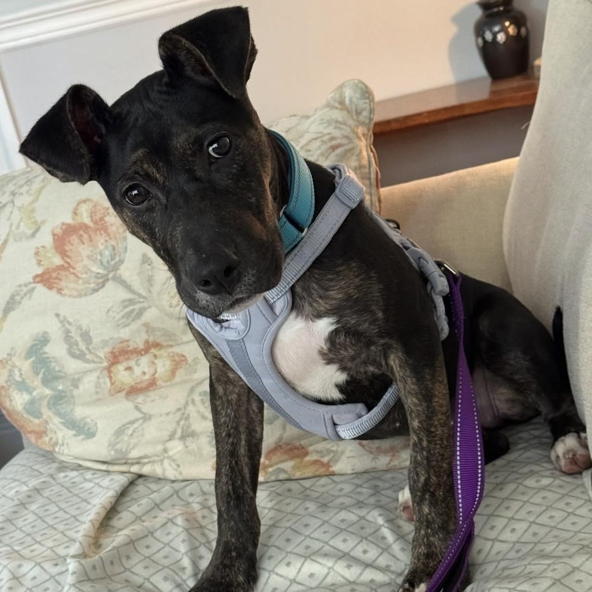LILITH, adoptable, Puppy Female Mixed Breed.