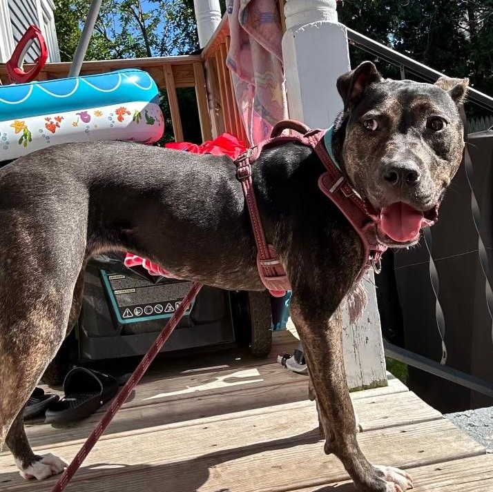 Enlarge LILITH, an adoptable Mixed Breed in Cranston, RI image 1/1