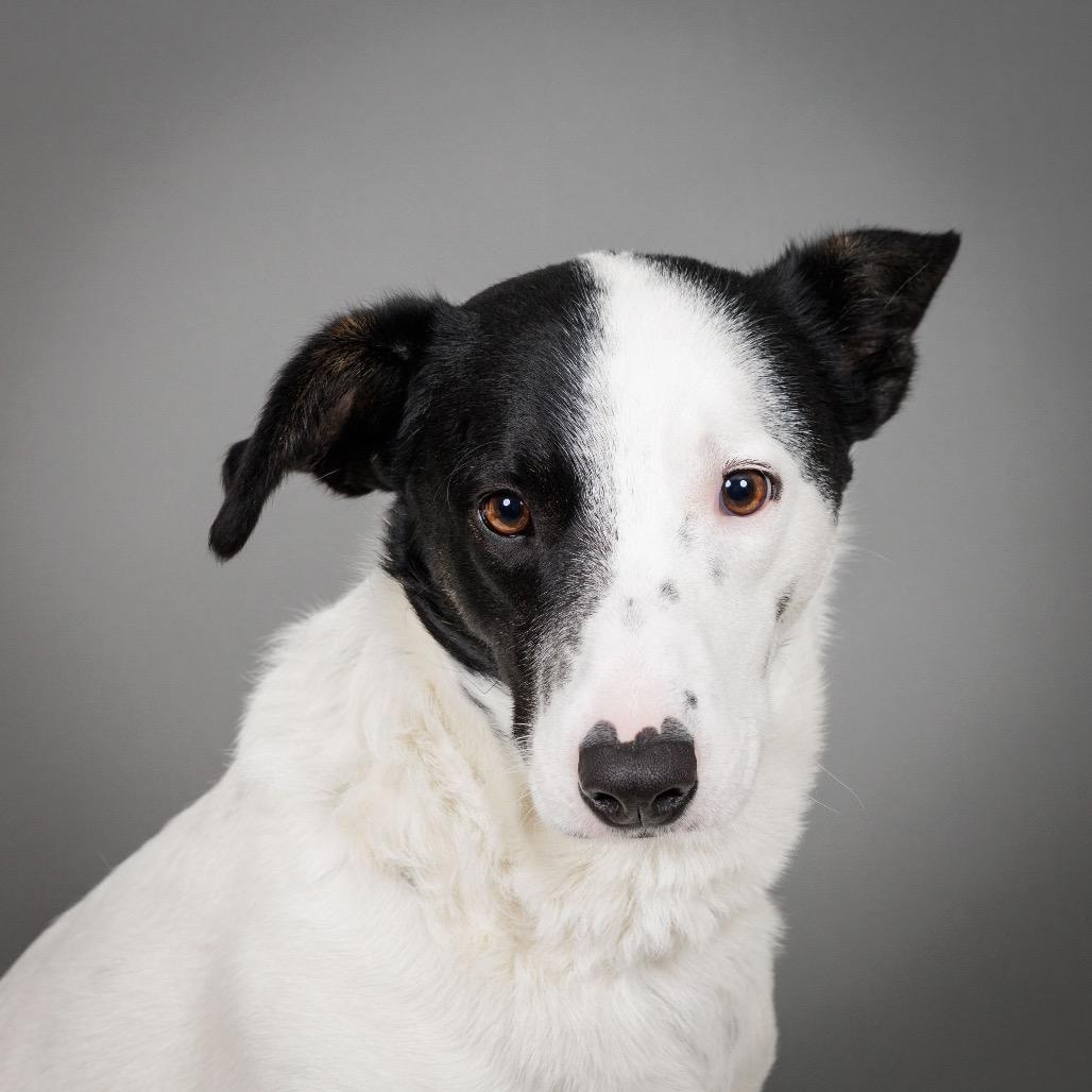 Seamus, Adoptable, Adult Male Australian Shepherd.