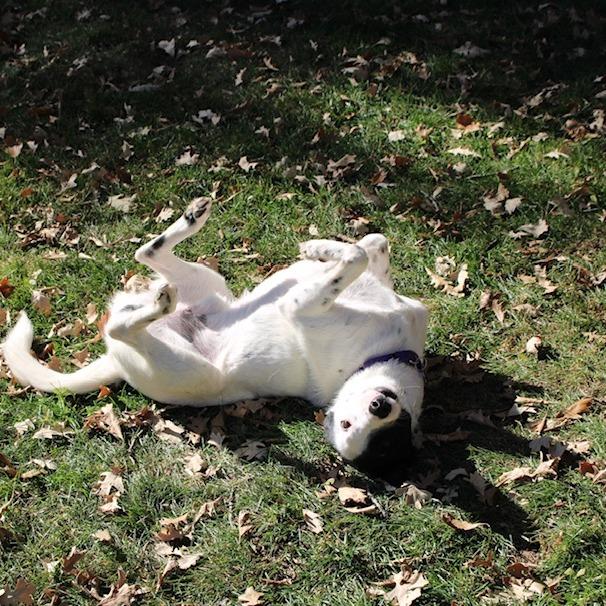 Seamus, Adoptable, Adult Male Australian Shepherd.
