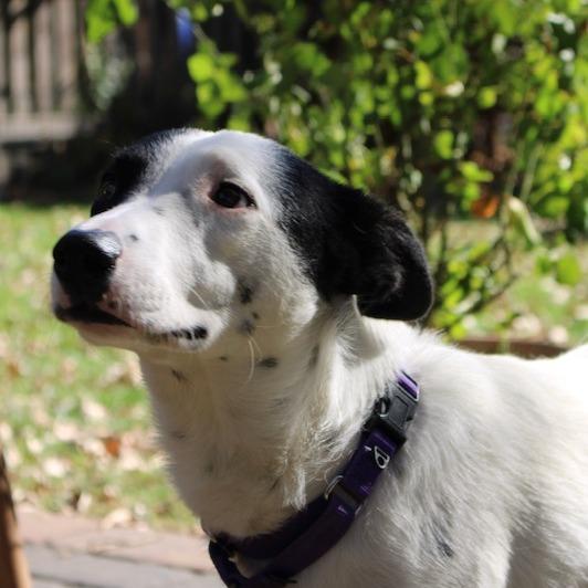 Enlarge Seamus, a Adoptable Australian Shepherd in Crystal, MN image 2/5