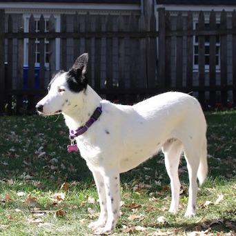 Enlarge Seamus, a Adoptable Australian Shepherd in Crystal, MN image 3/5