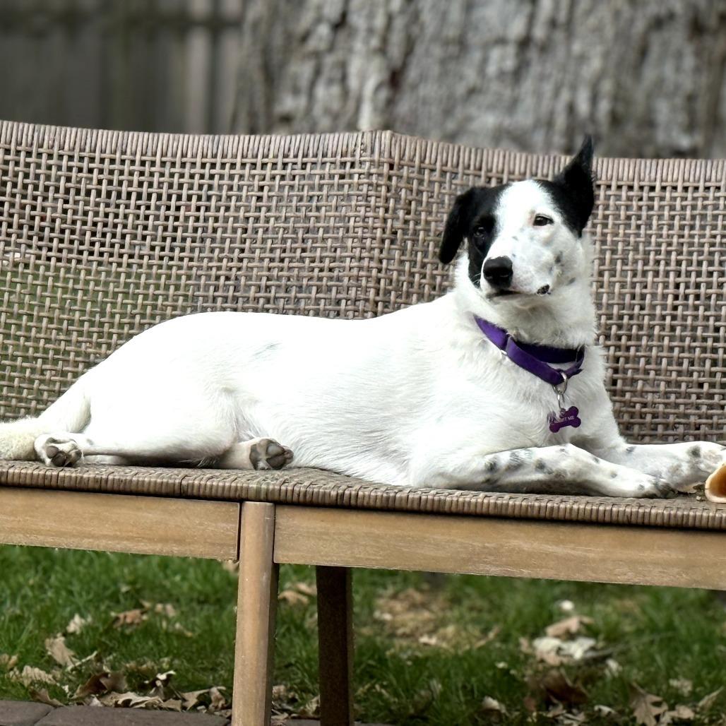 Enlarge Seamus, a Adoptable Australian Shepherd in Crystal, MN image 4/5