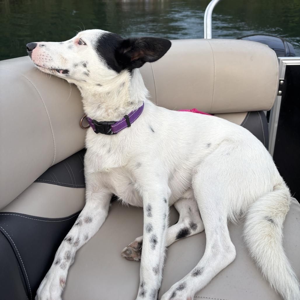 Enlarge Seamus, a Adoptable Australian Shepherd in Crystal, MN image 5/5