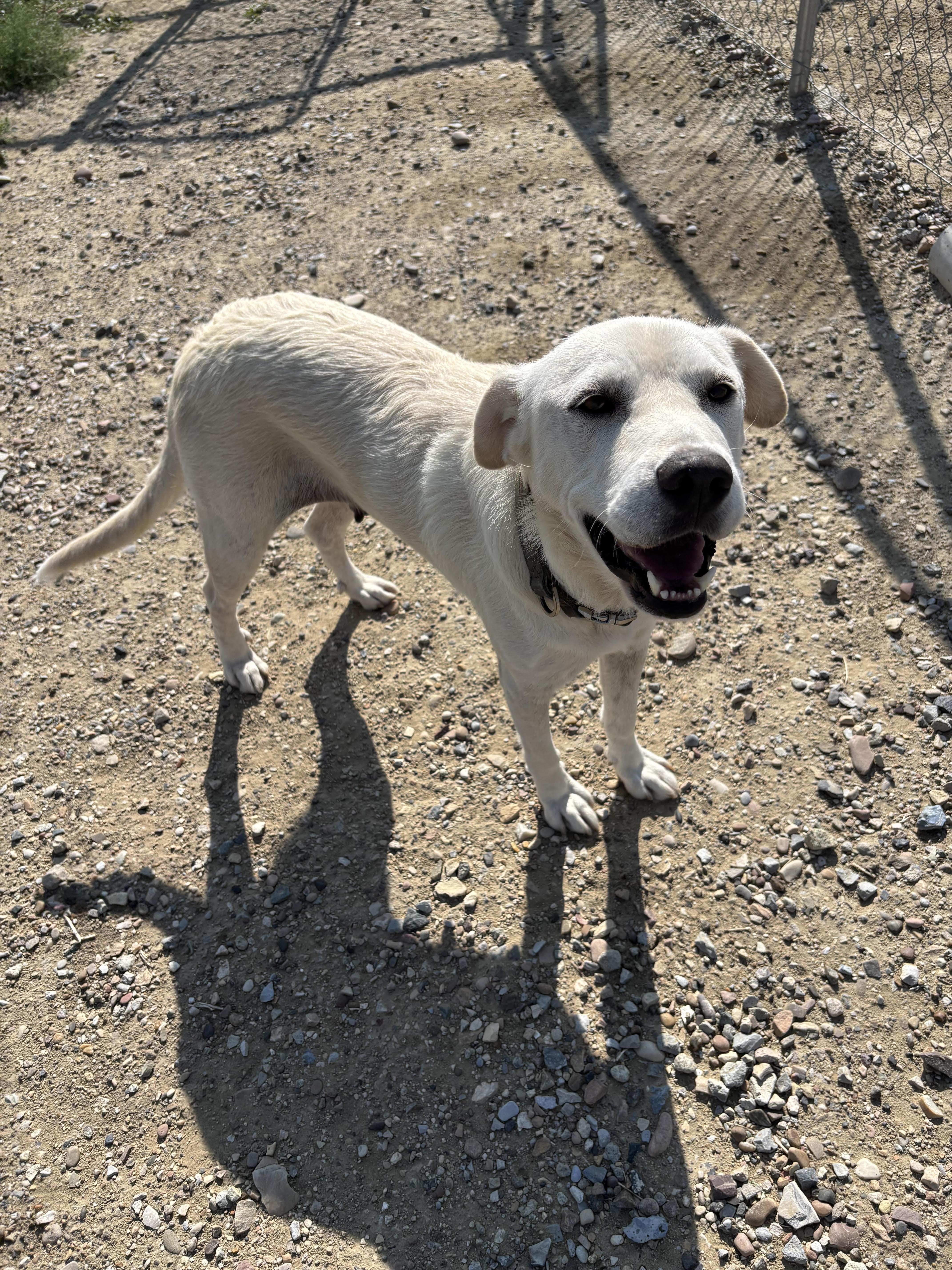 Sadie, a ADOPTABLE Mixed Breed in Rock Springs, WY image 1/2